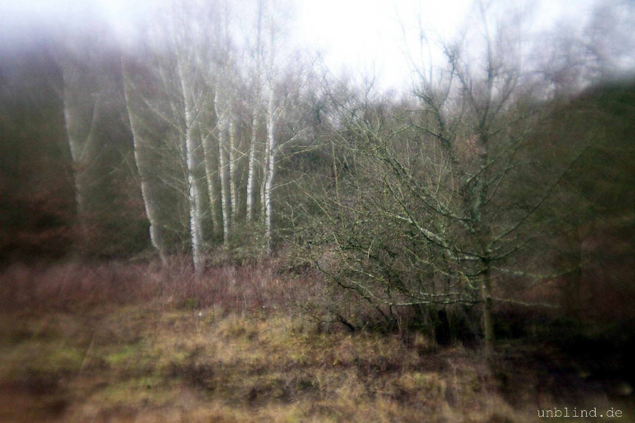 Birkenwldchen 01 6595361041 o