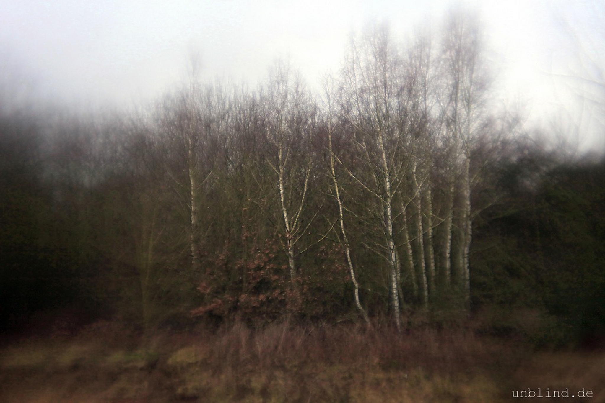 Birkenwldchen 02 6595360731 o