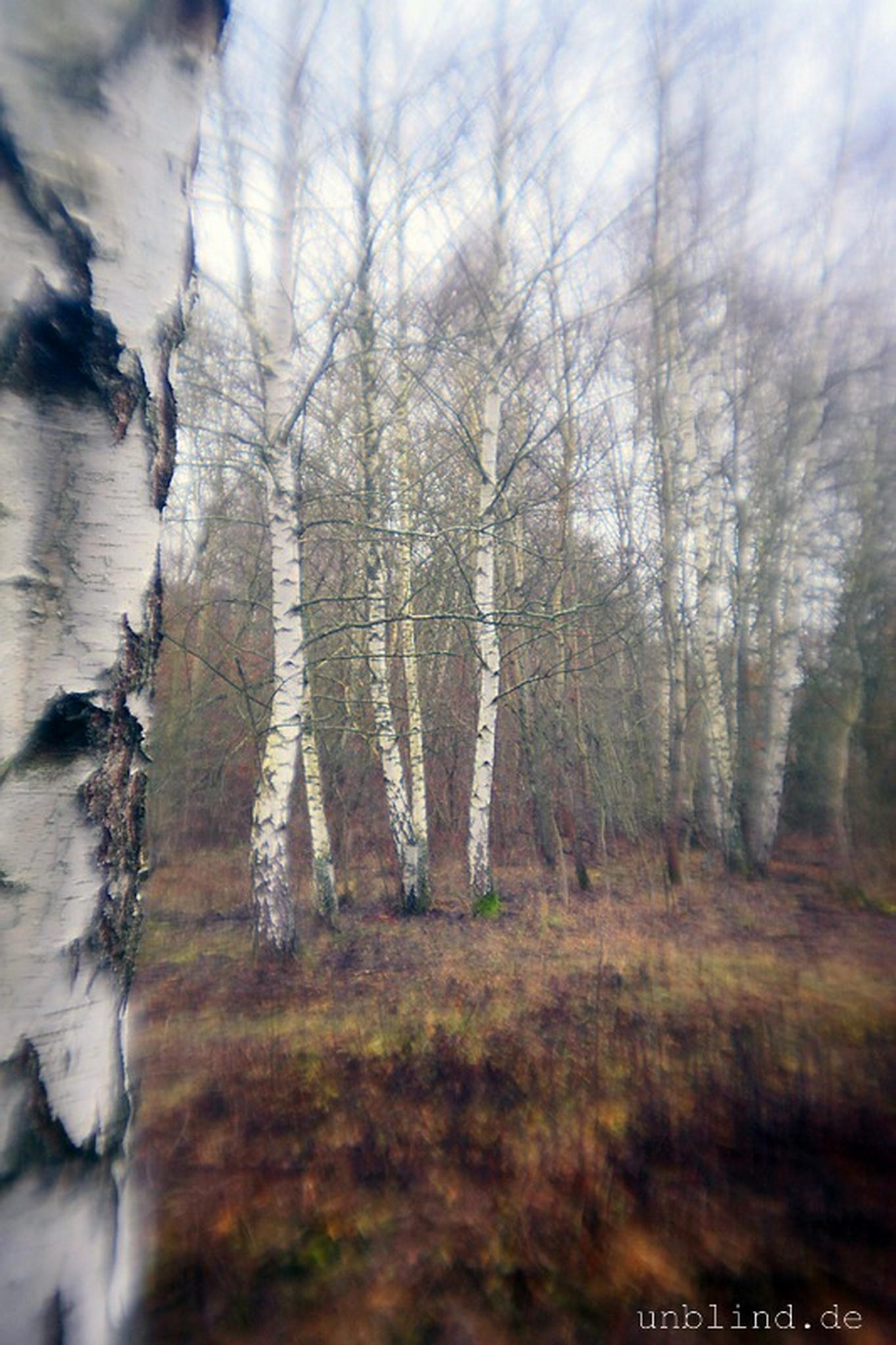 Birkenwldchen 03 6595360403 o