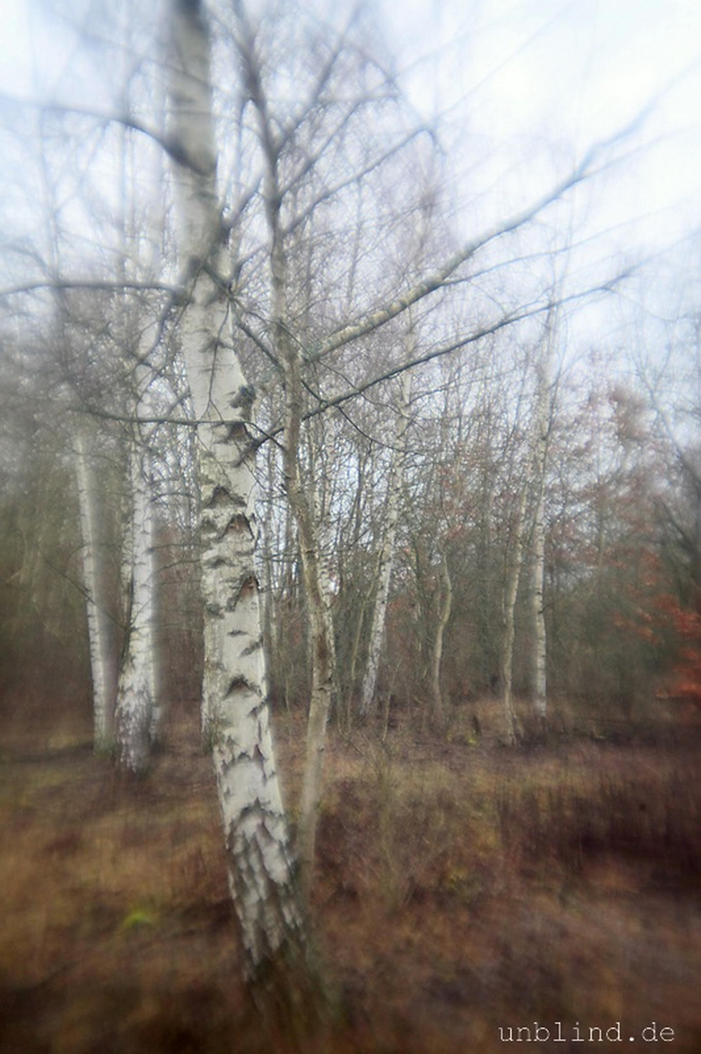 Birkenwldchen 04 6595360043 o