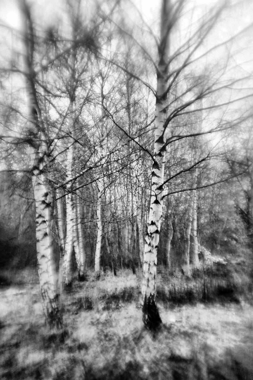 Birkenwldchen 05  sw  6606161283 o