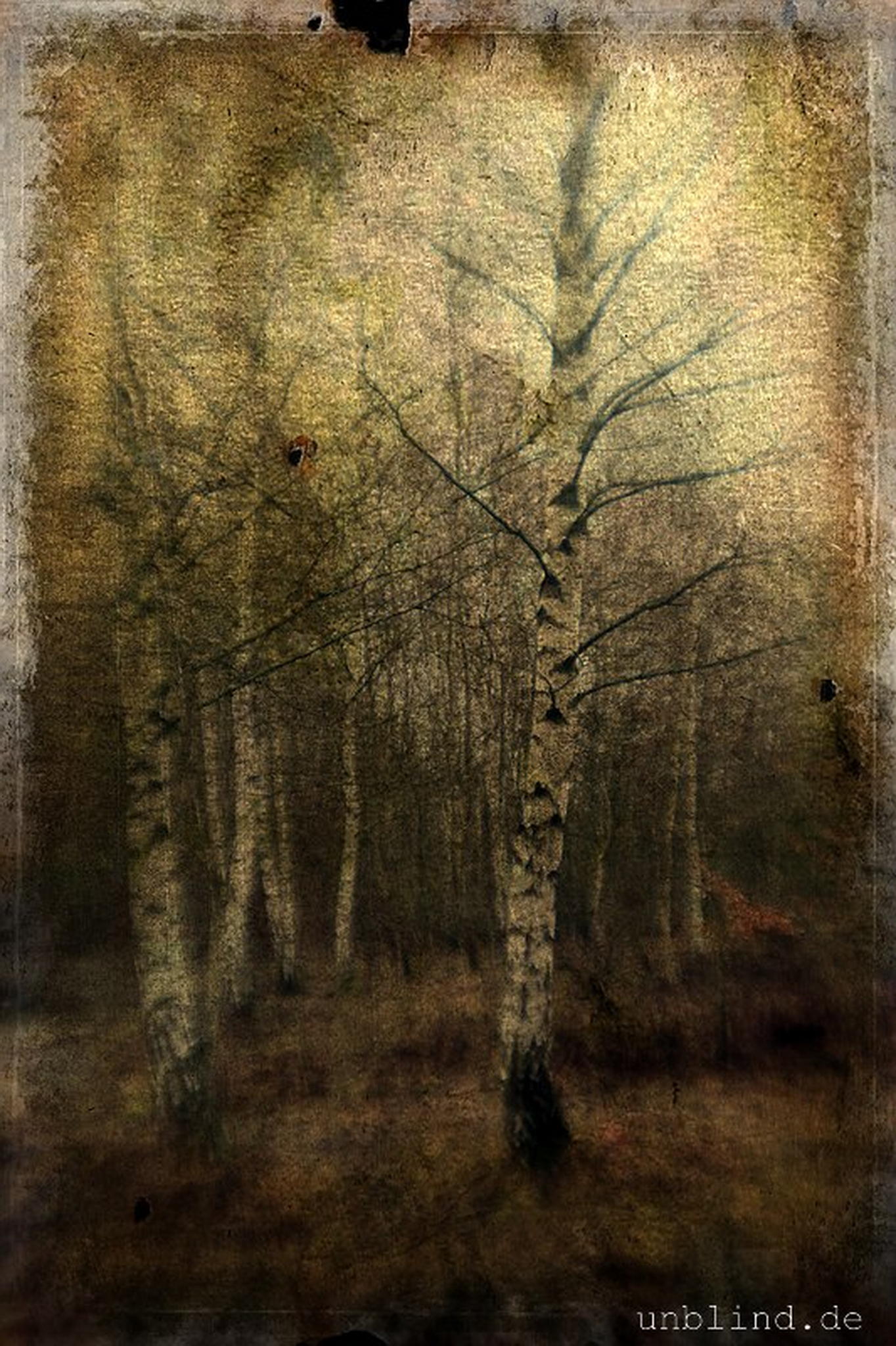 Birkenwldchen 05 textur 6606494829 o