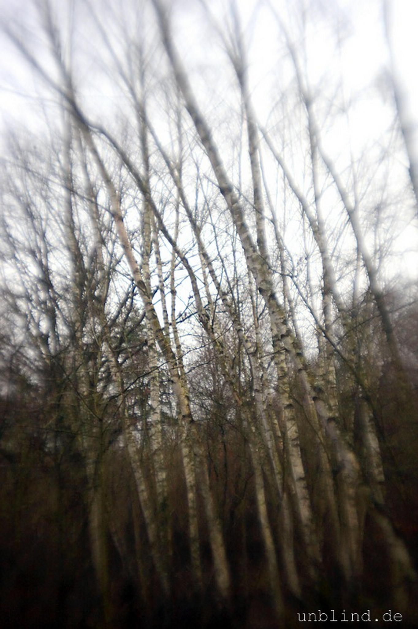 Birkenwldchen 06 6595359267 o