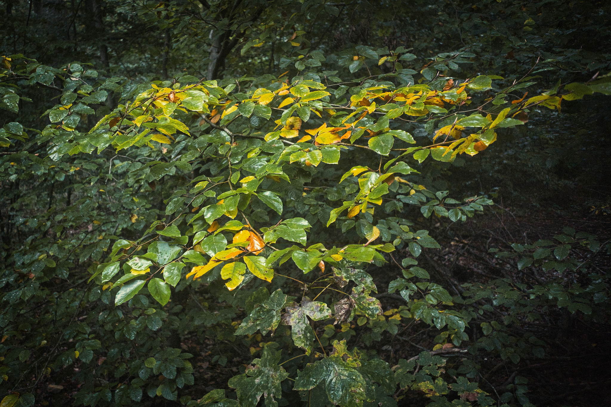 Der kleine herbst ist schon da 51584770197 o