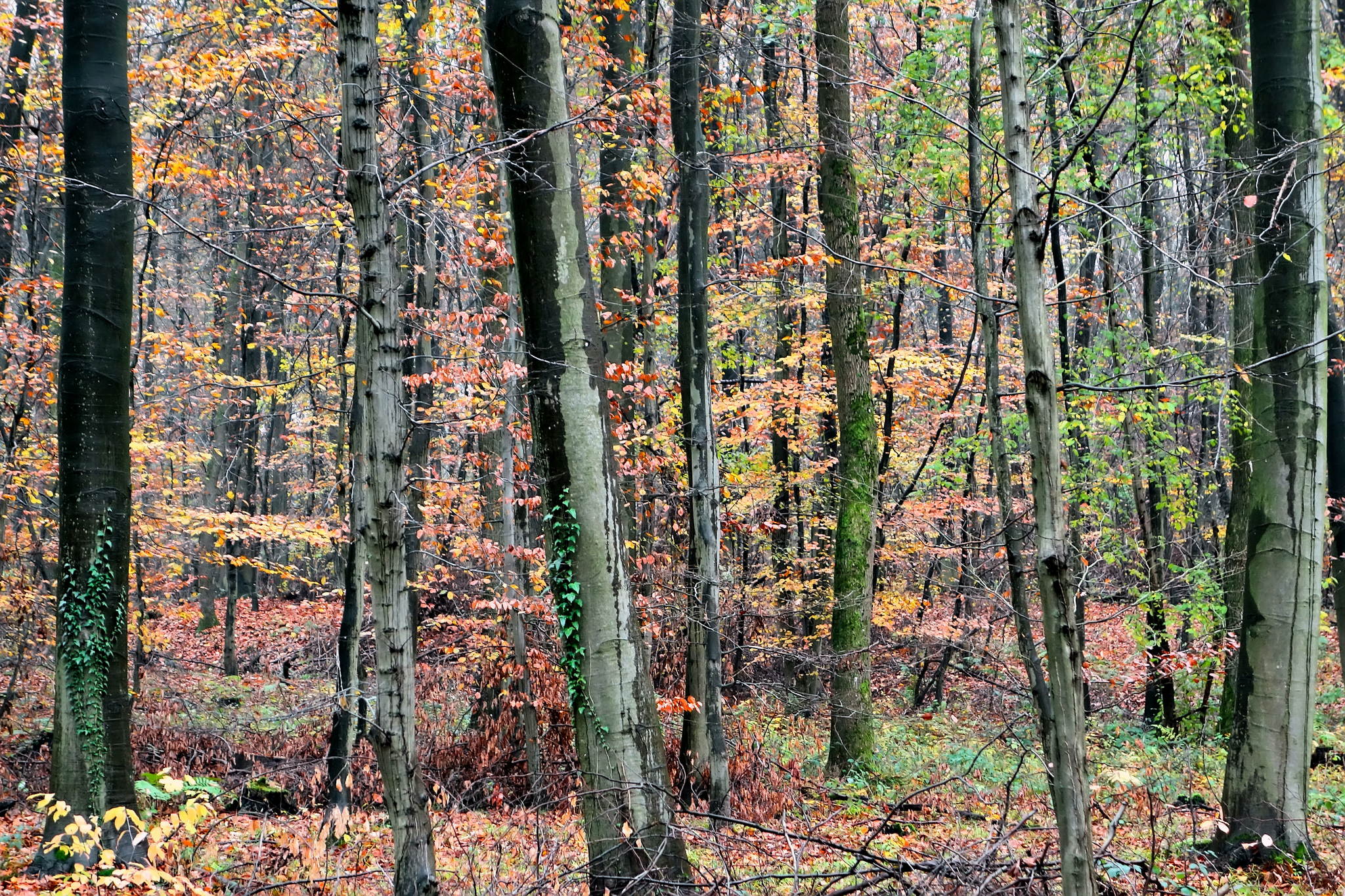 Der rest vom herbst 10991299493 o