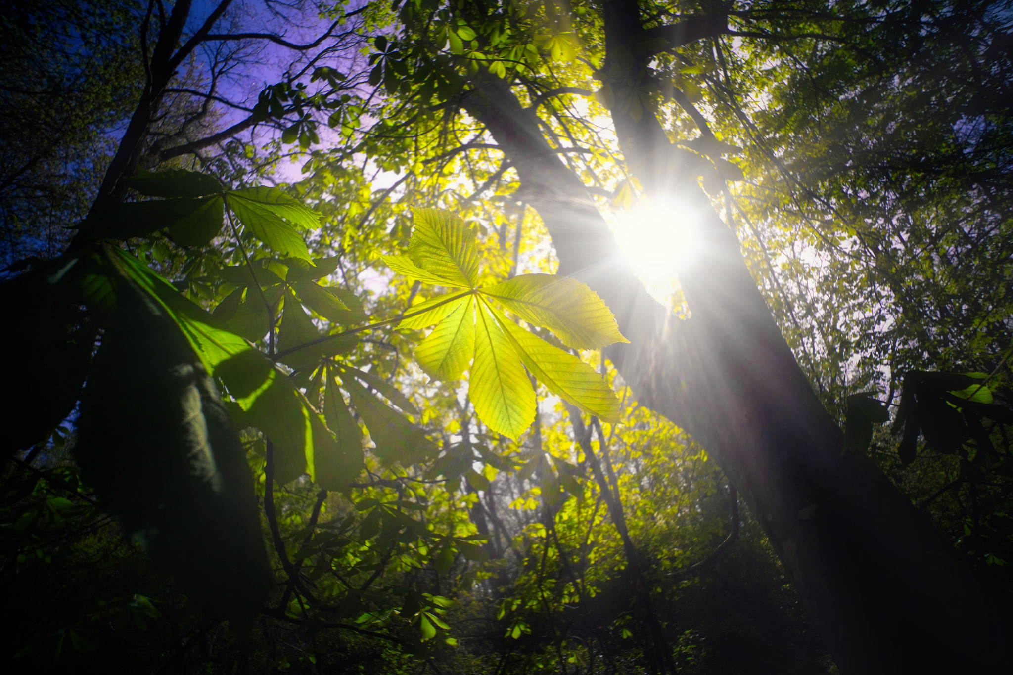 Dsc09034a 52015853206 o