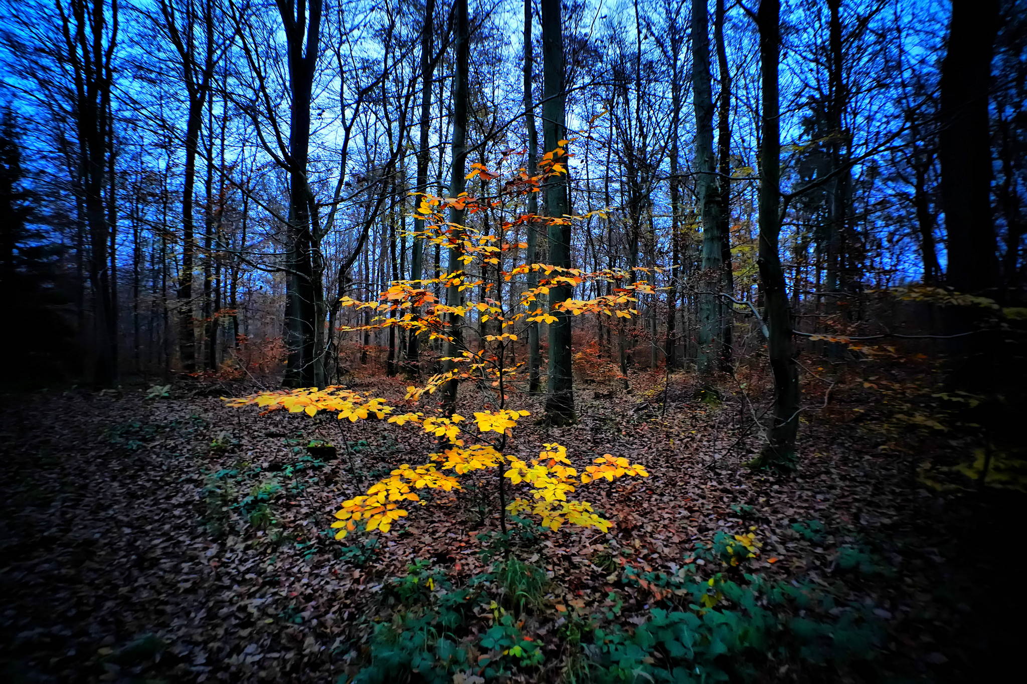 Dsc09208a 51690172747 o