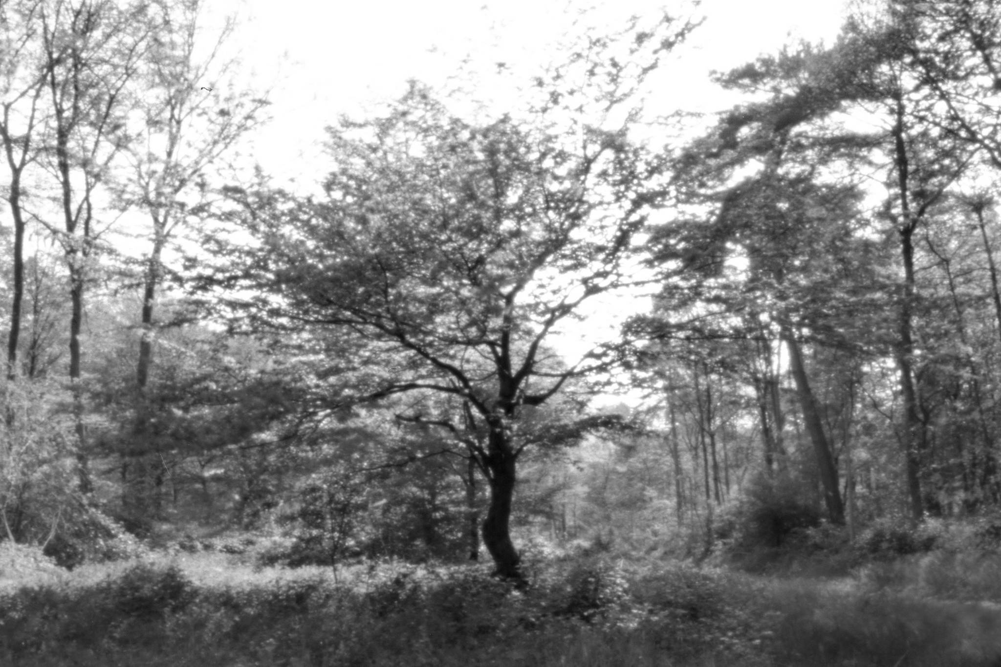 Ein lieblingsbaum 33534760114 o