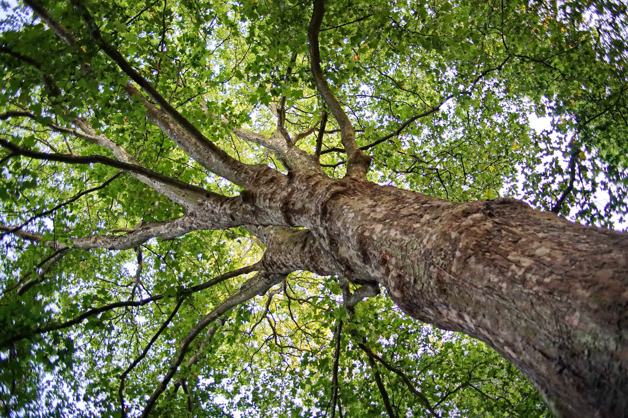 Ein prachtbaum 29640955491 o