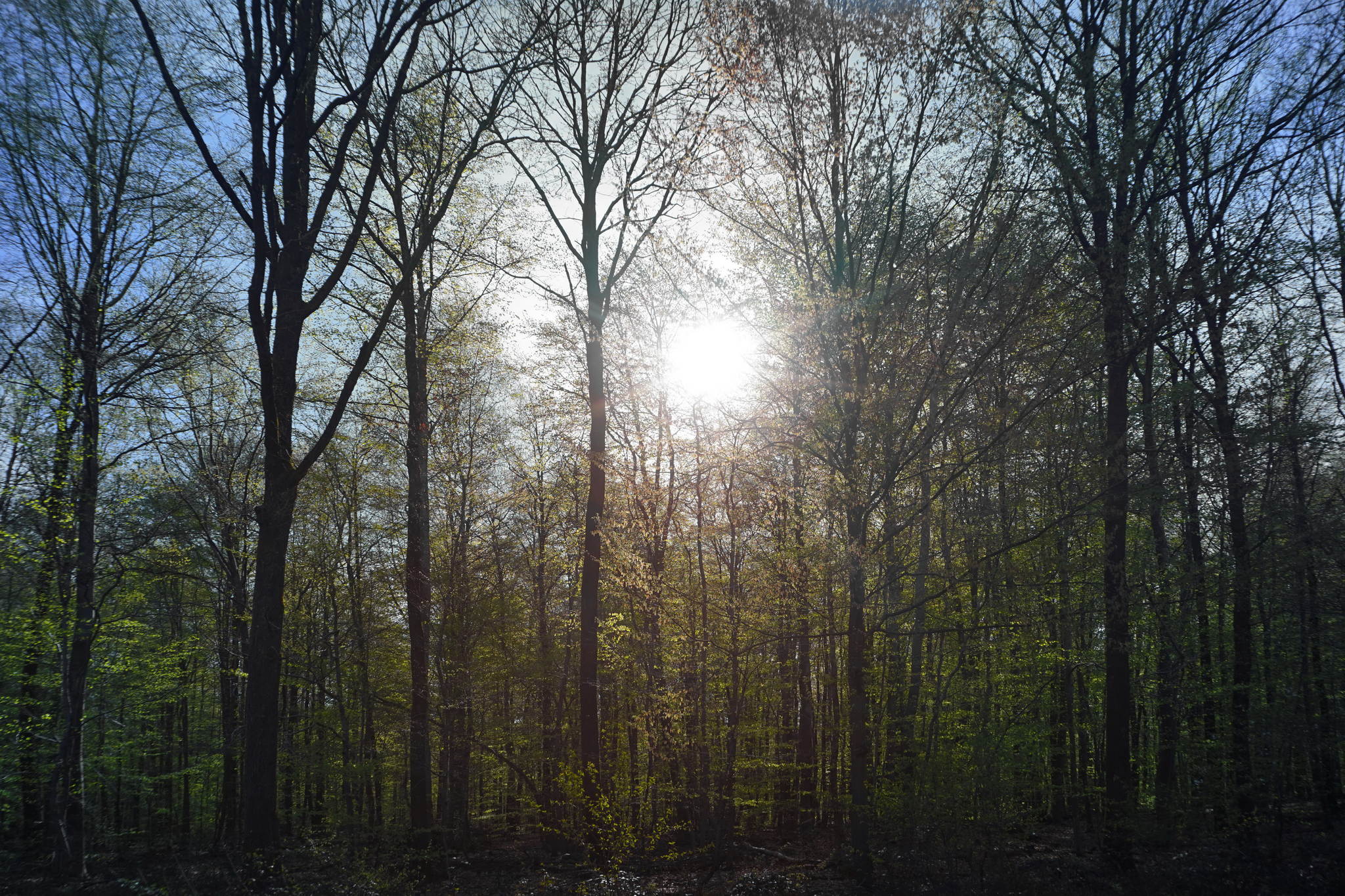 Frhlingssonne 26496367621 o