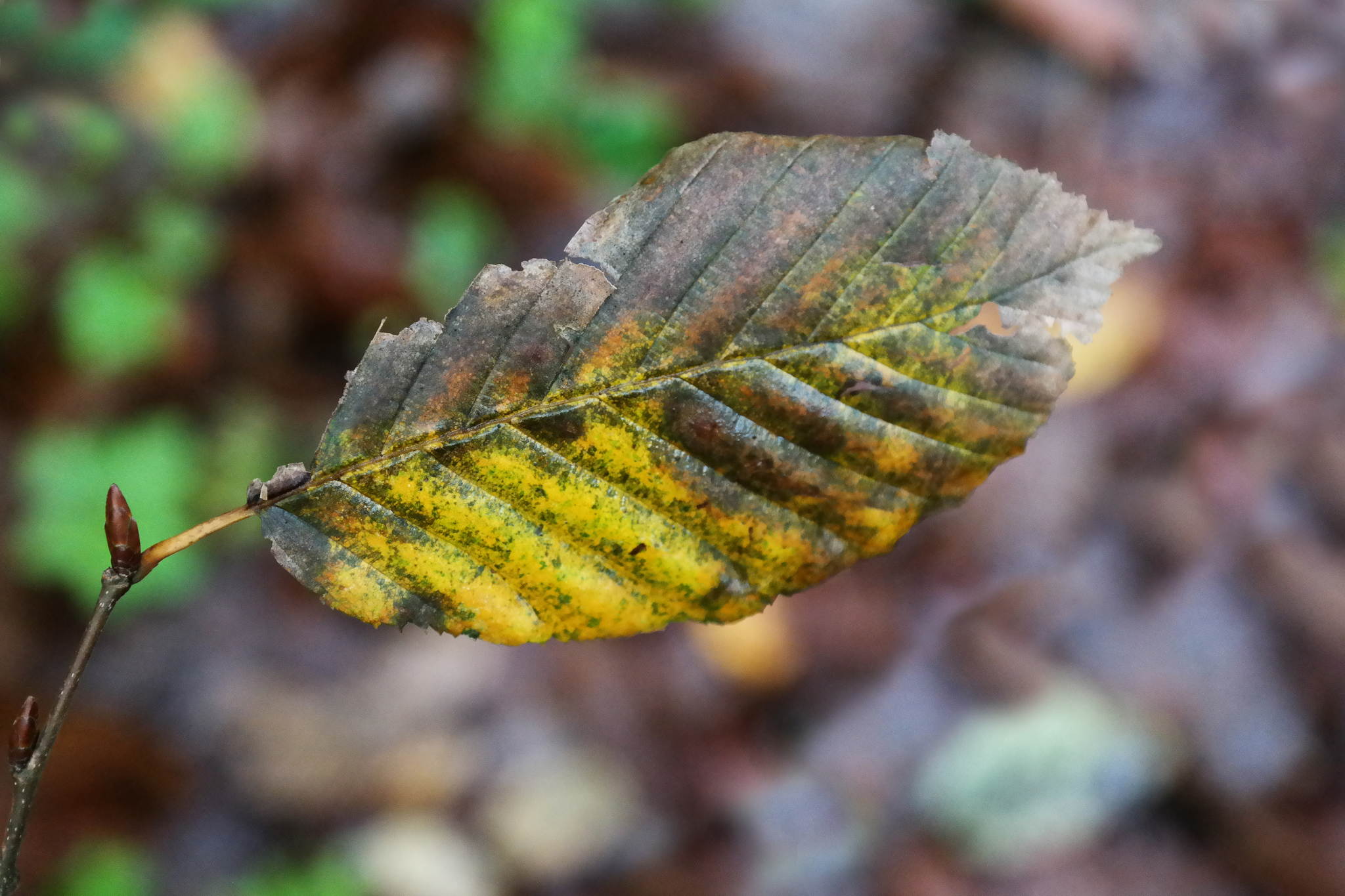 Herbst 13 15733331305 o