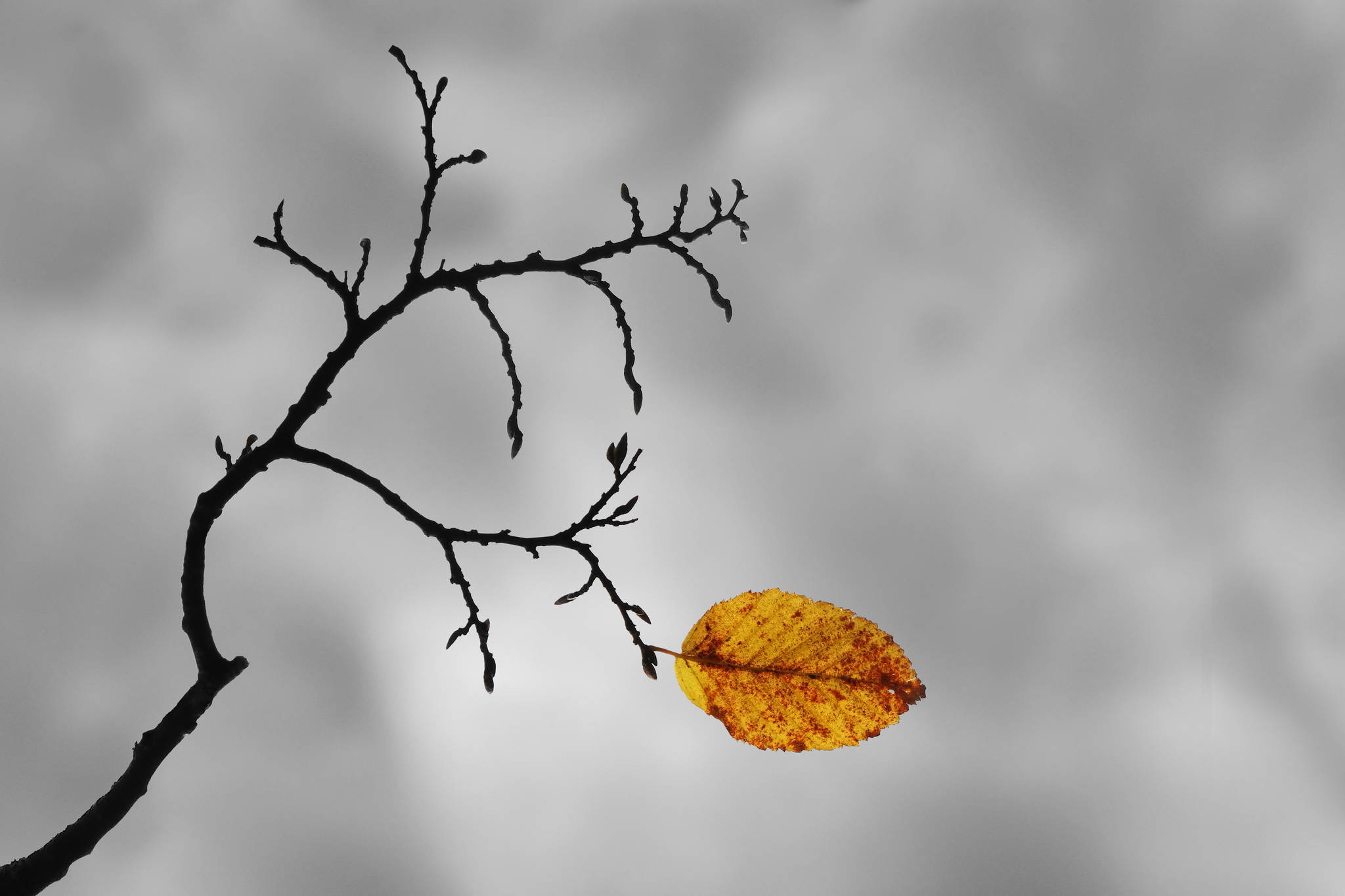 Herbst 1 15734871812 o