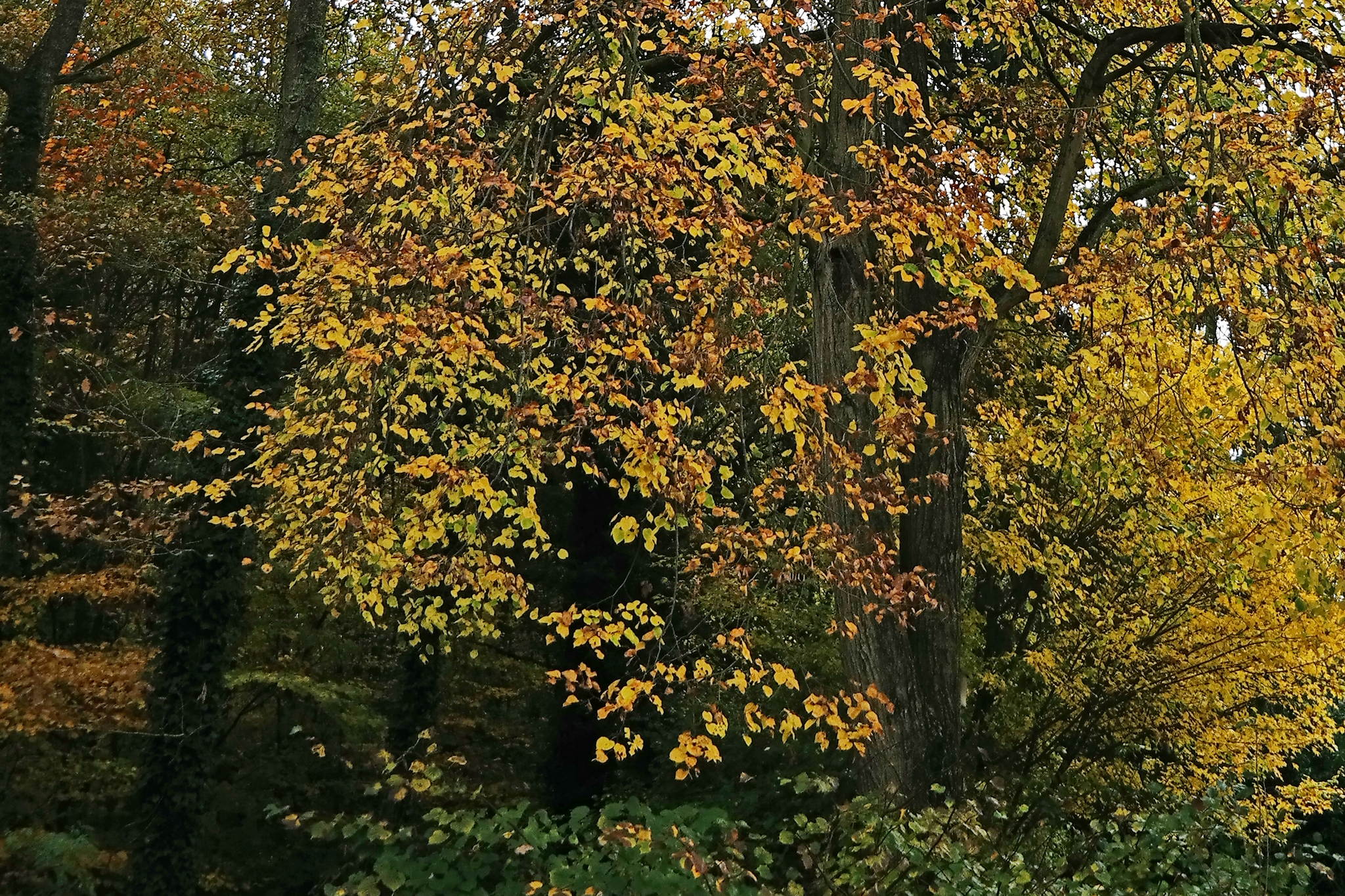 Herbst 2 15547448629 o