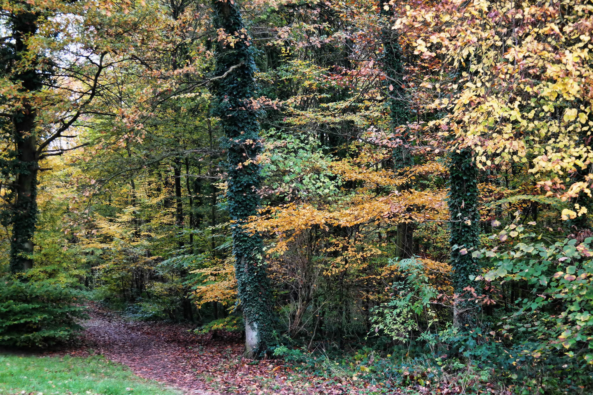 Herbst 4 15547886908 o