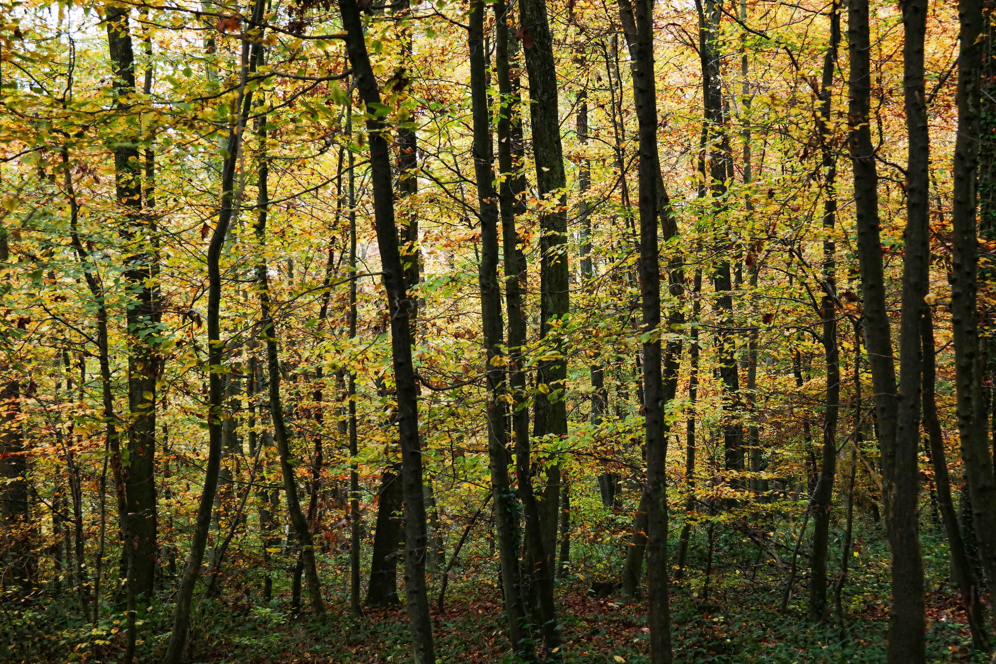 Herbst 5 15547457069 o