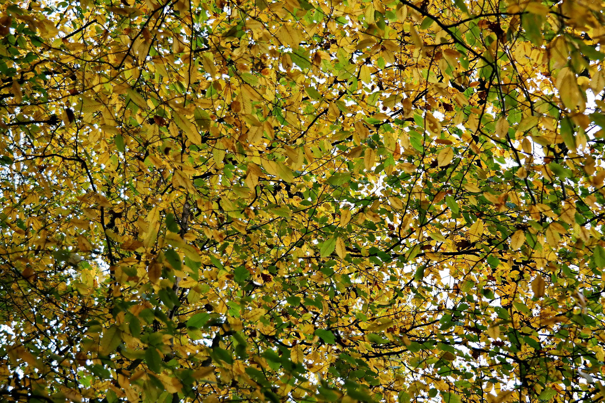 Herbst 6 15547460689 o