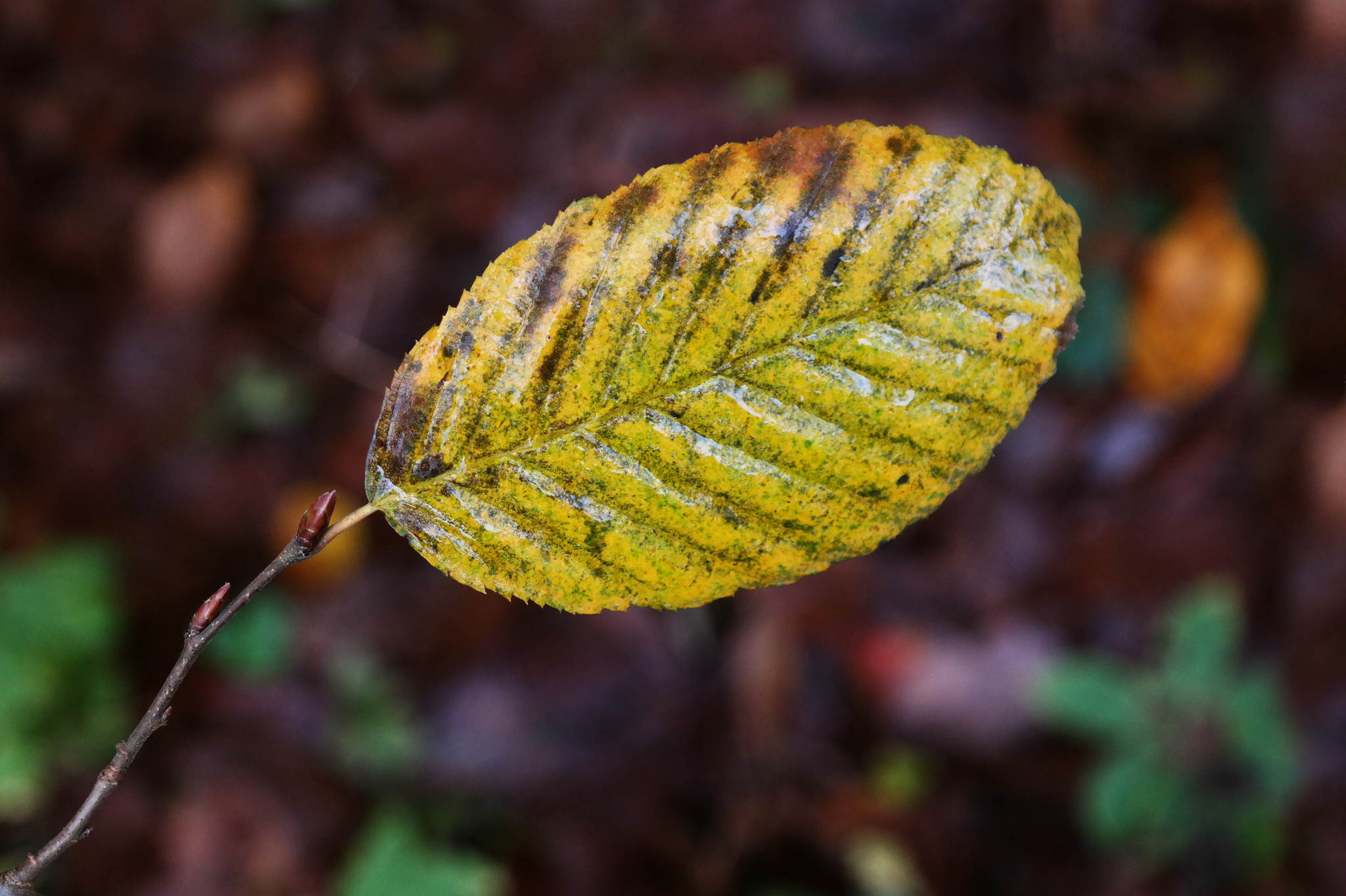 Herbst 7 15548153597 o