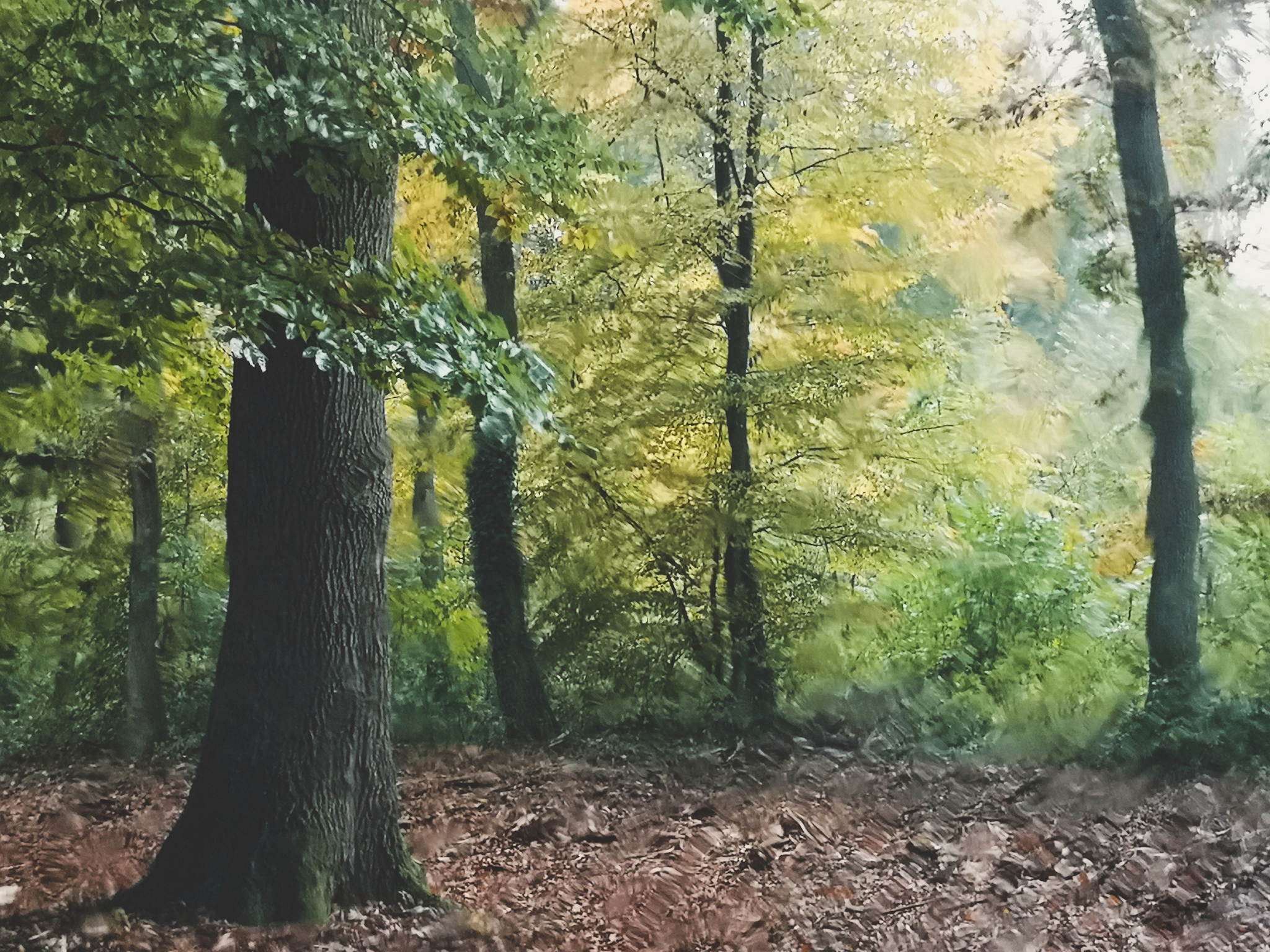 Herbst regen 48914849518 o