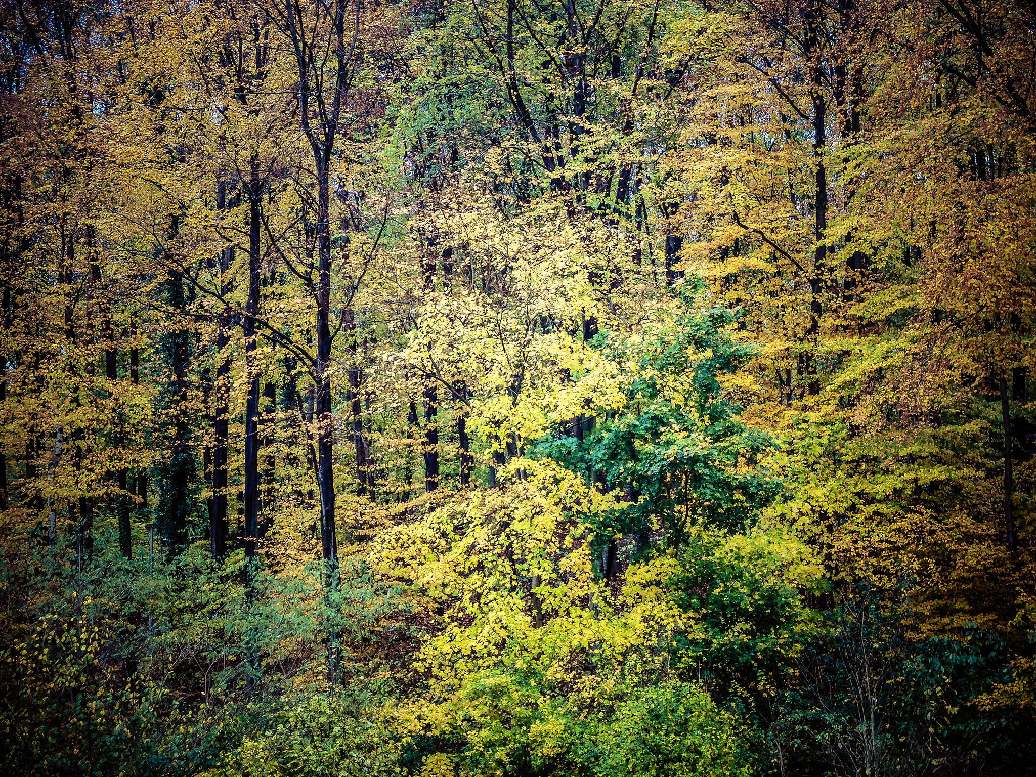 Herbst 10776321066 o