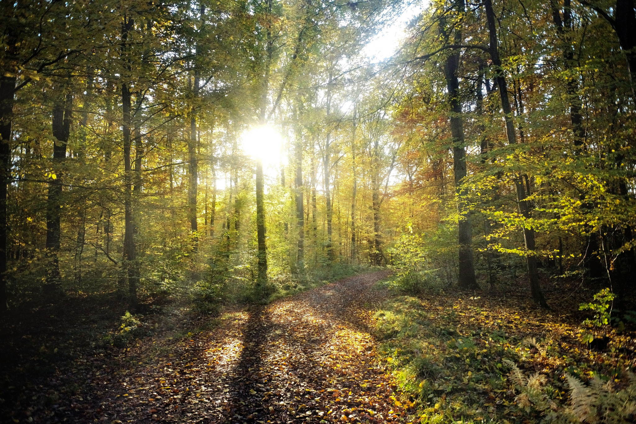 Herbstkitsch 51639299156 o