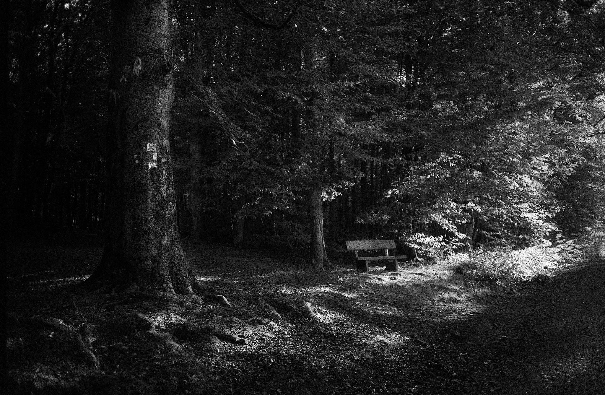 Herbstlicht 51591758685 o