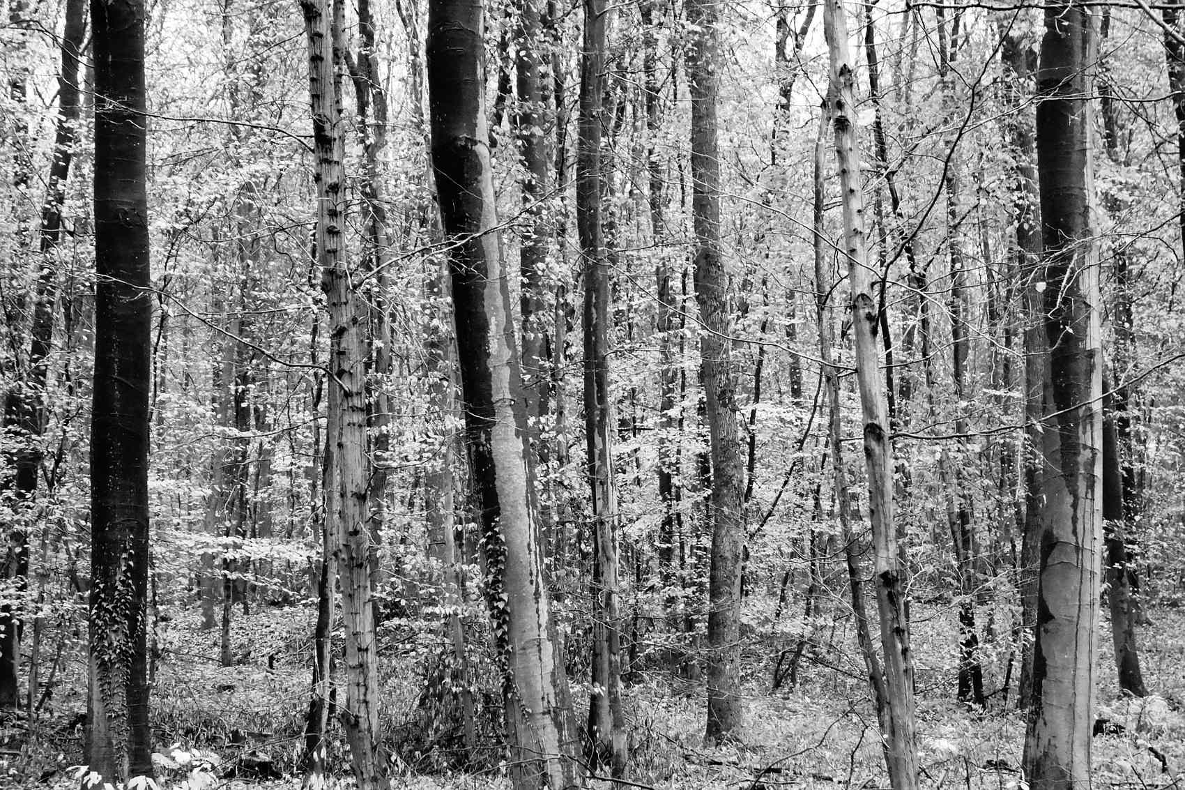 Herbstwald schwarzwei 10980753784 o