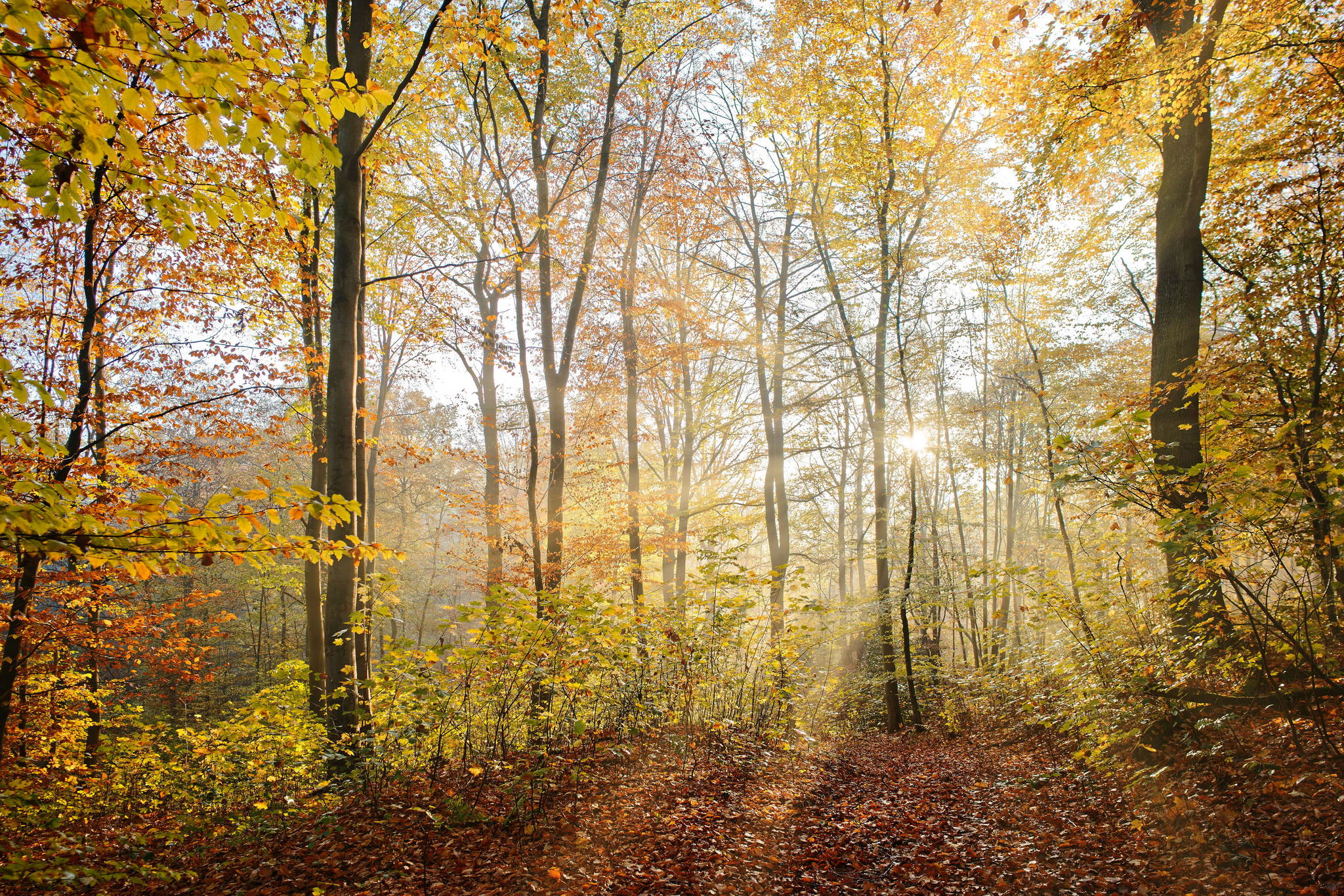 Heute morgen 50584005816 o