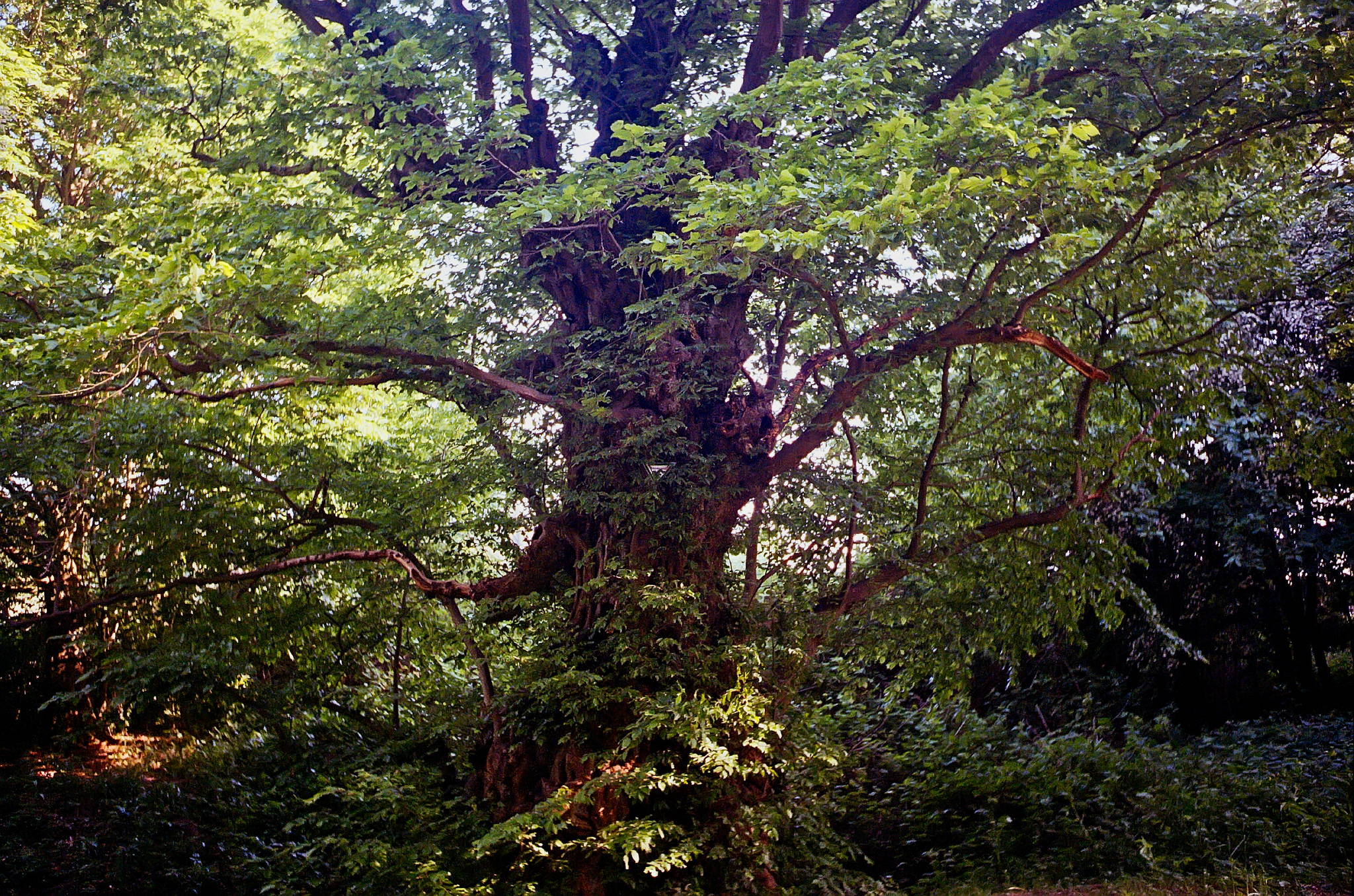 Hexar summaron 05052018  32a 41262687054 o