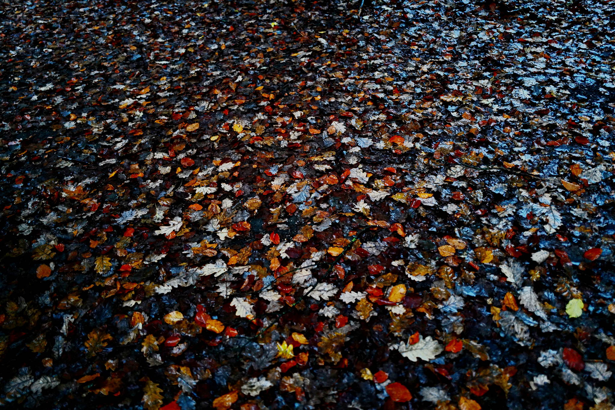 L1000320 54190115256 o