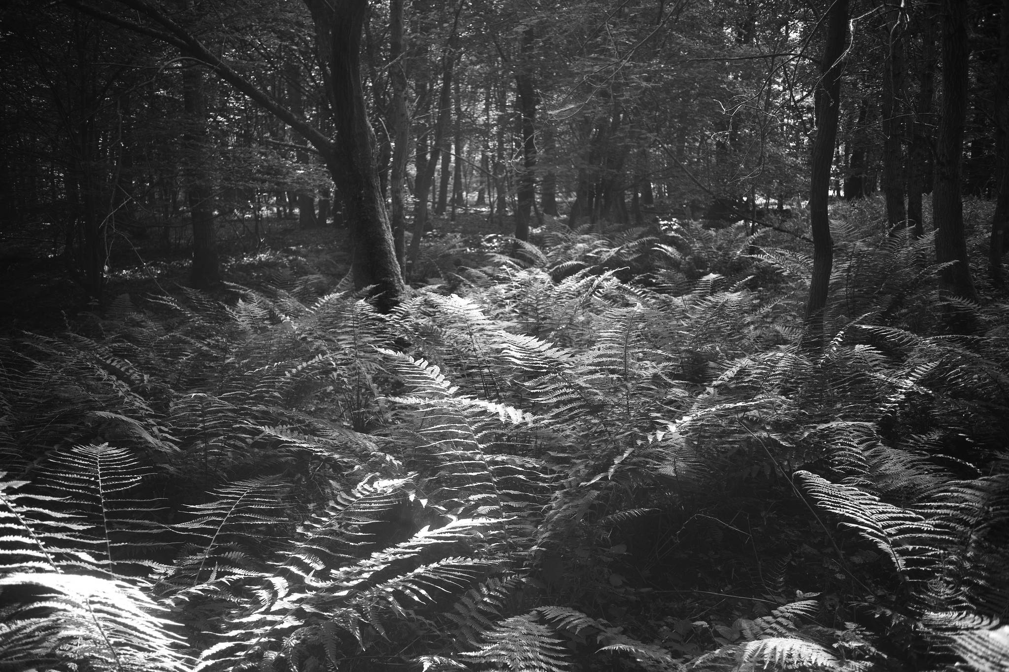 L1002244a 51250444493 o