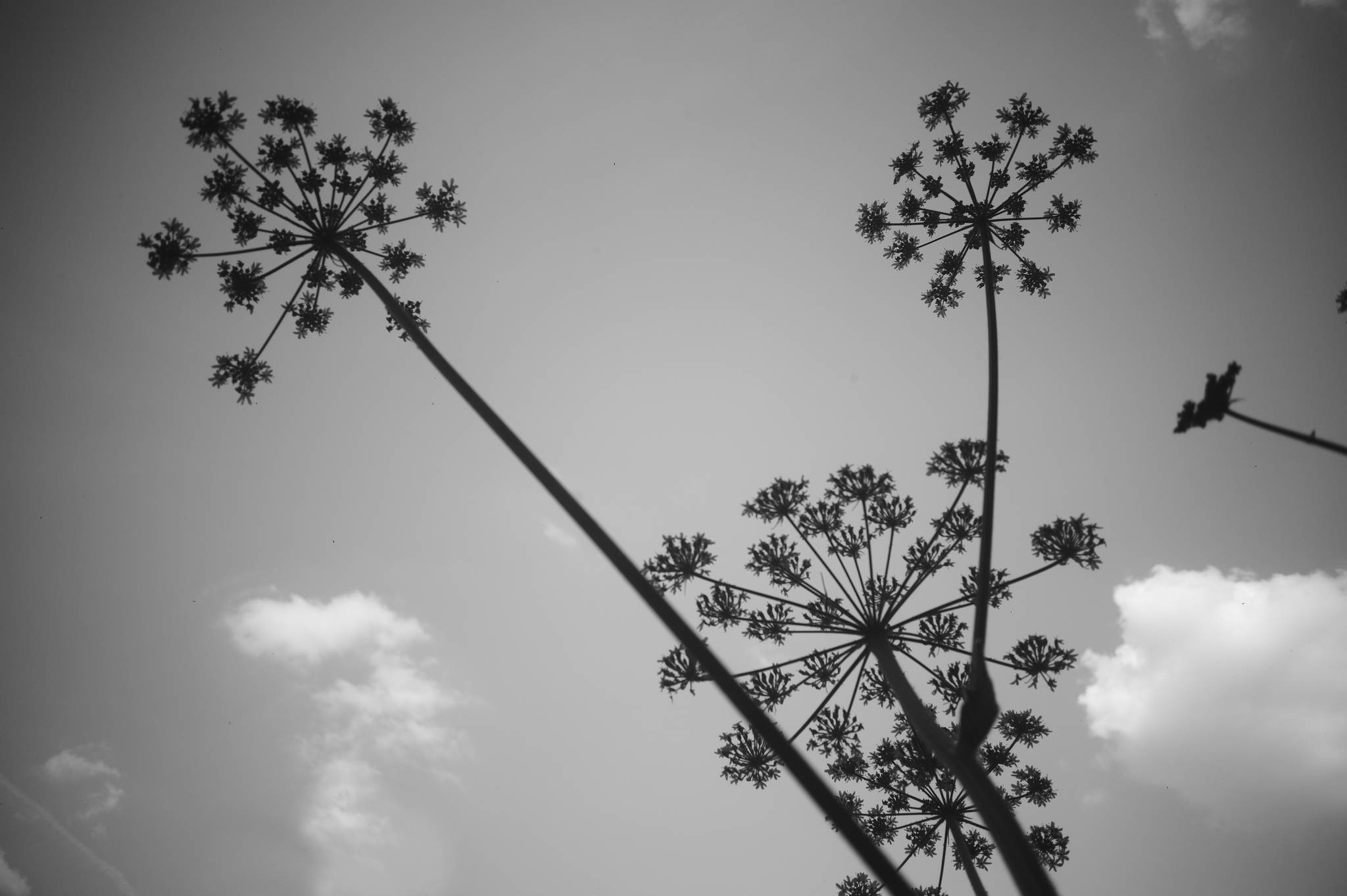 L1002259 51250253486 o