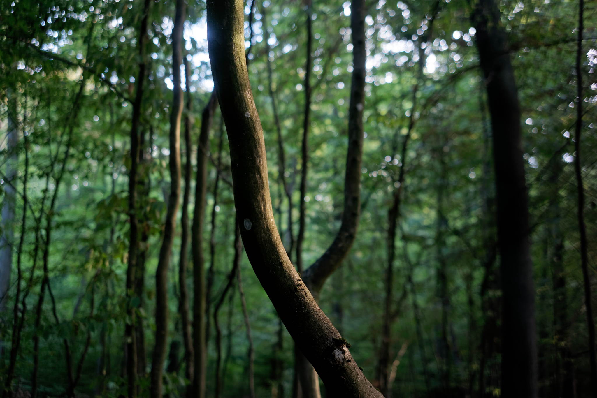 L1007329 dxo 50237260513 o