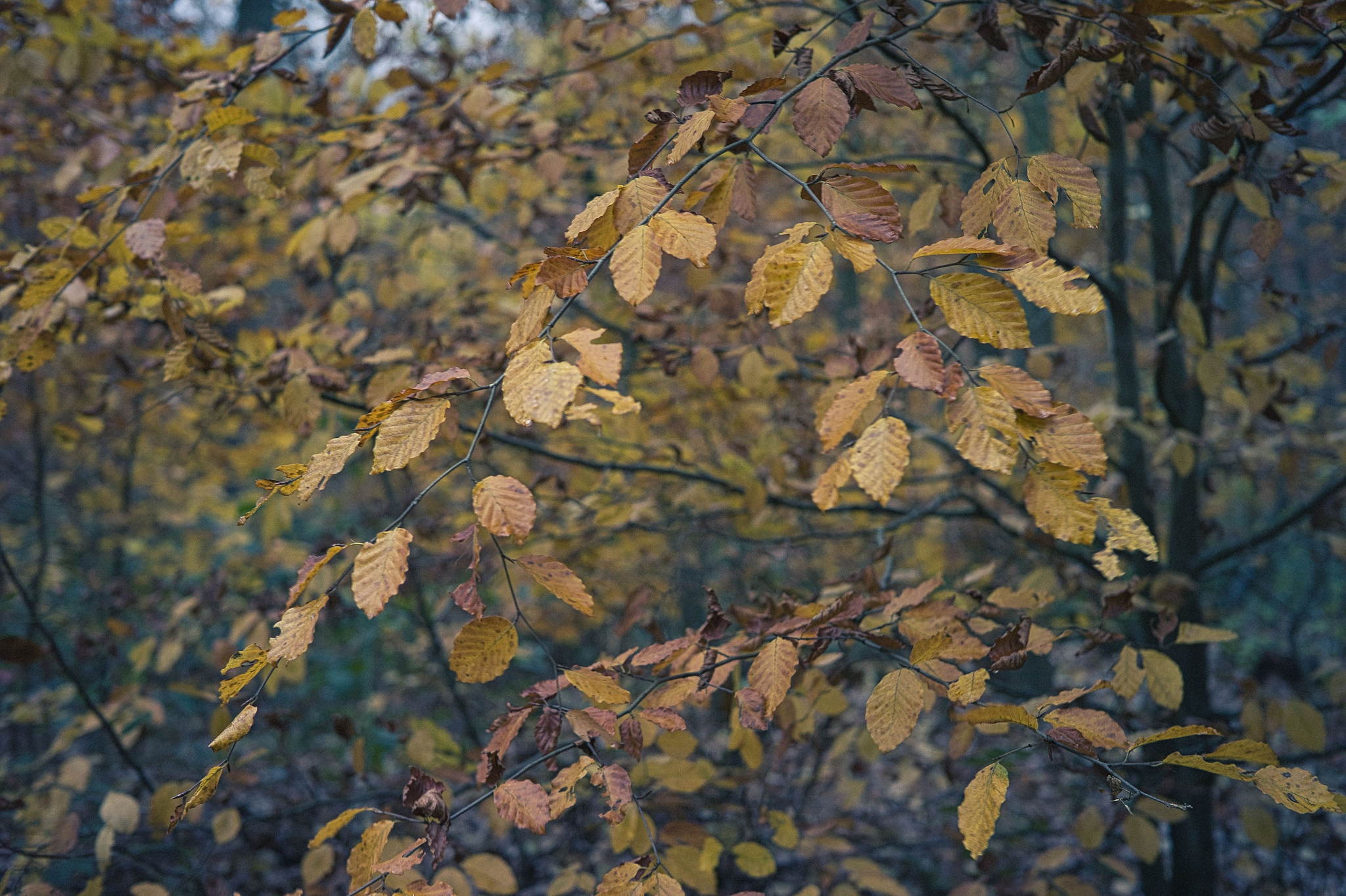 L4340124 1 49134561041 o