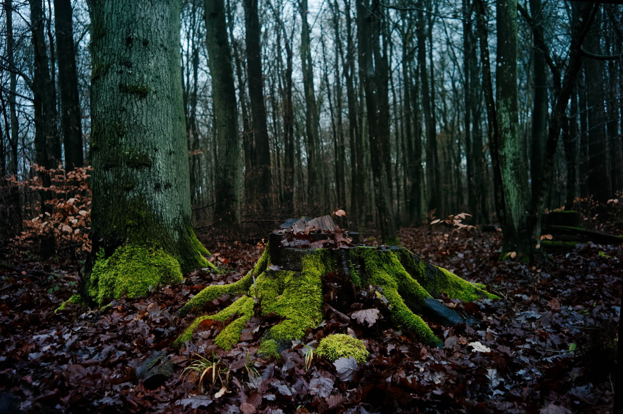 L4340612 dxo 1 49195322141 o