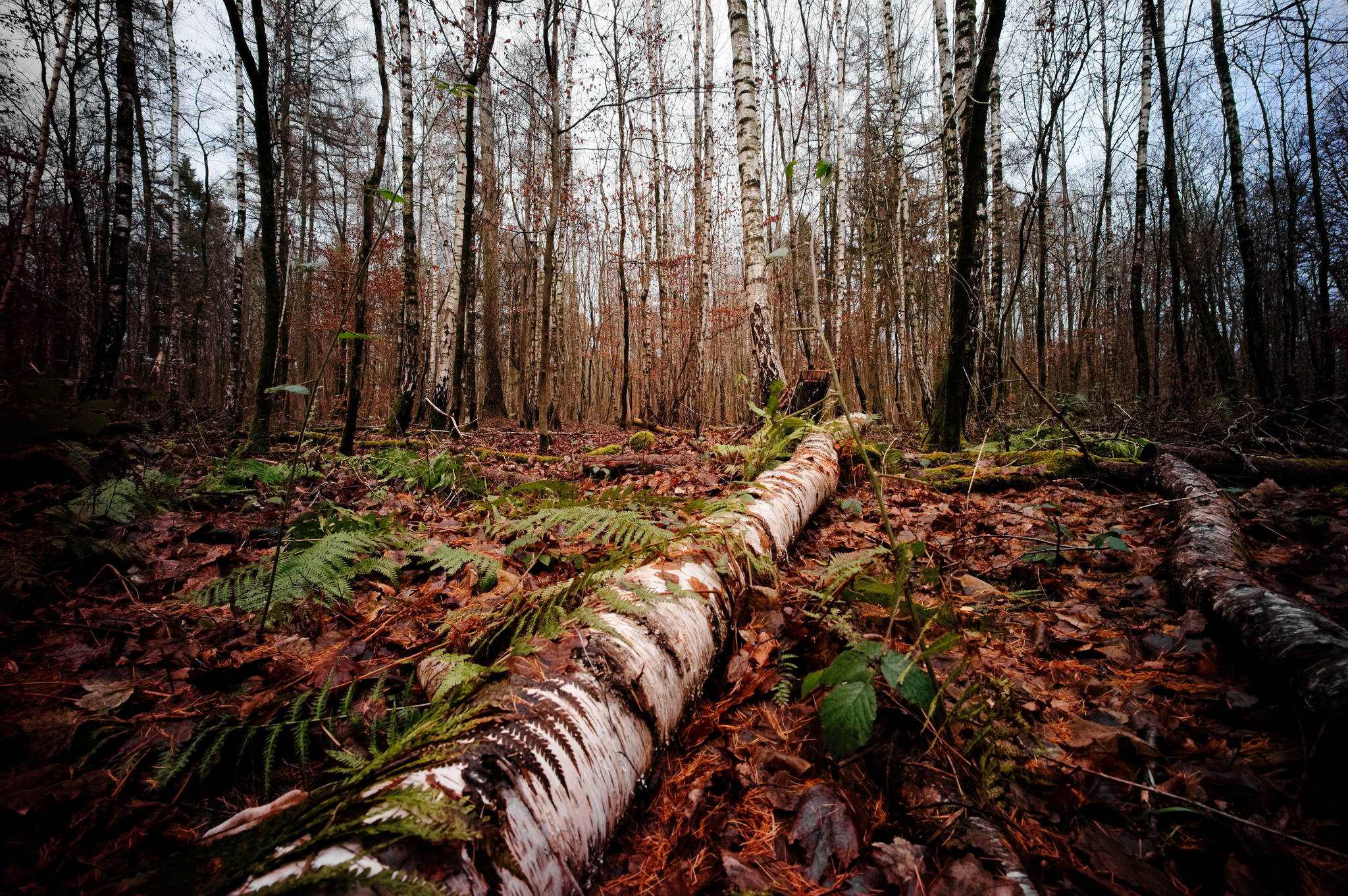 L4340755 dxo 49219643932 o