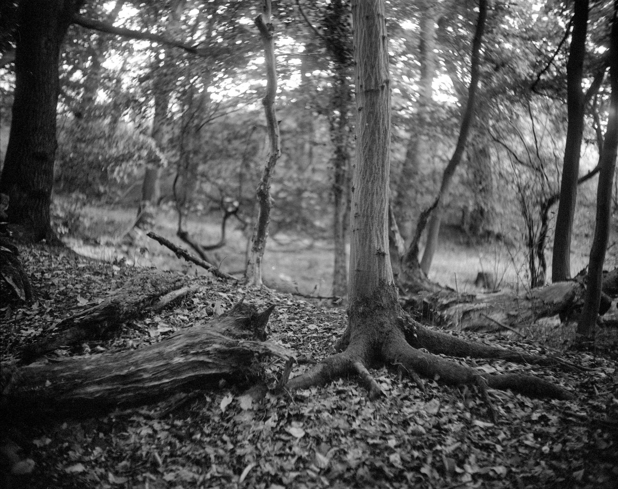 Laack pololyt an pentax  trix400800 48466409801 o