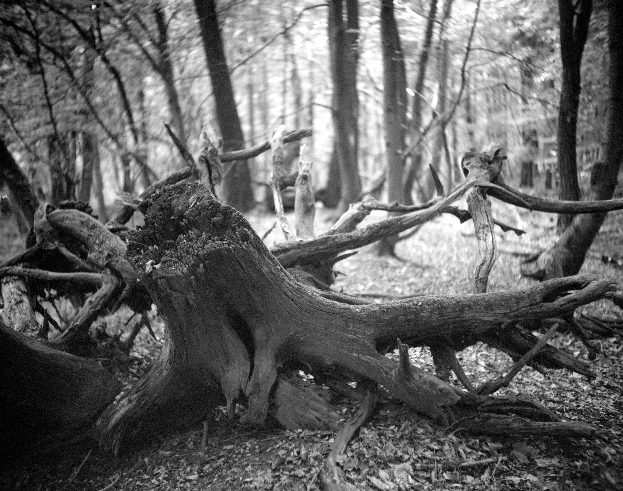 Laack pololyt an pentax  trix400800 48466563042 o