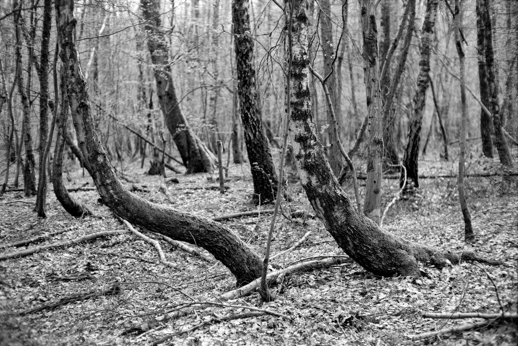 Leica m6 ii 7artisans 50 apx2550 31 33677088328 o