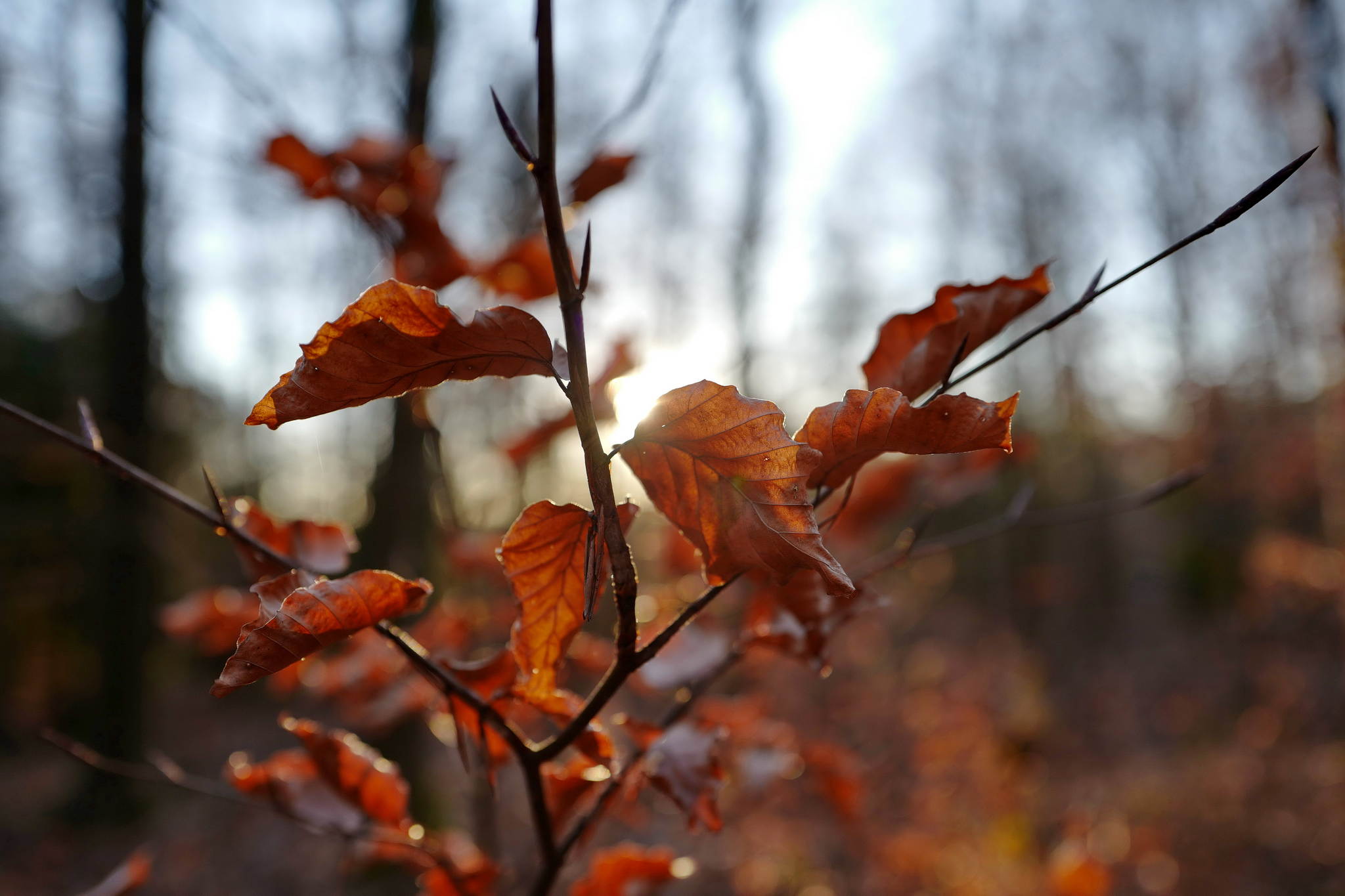 Leica q macht spa 49498353717 o