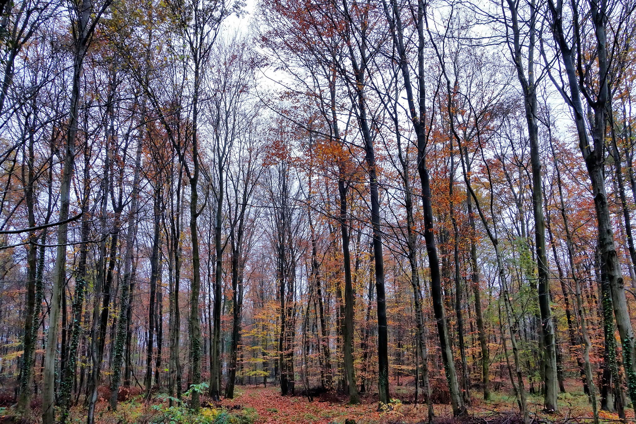 Lichter wird es 10991199286 o