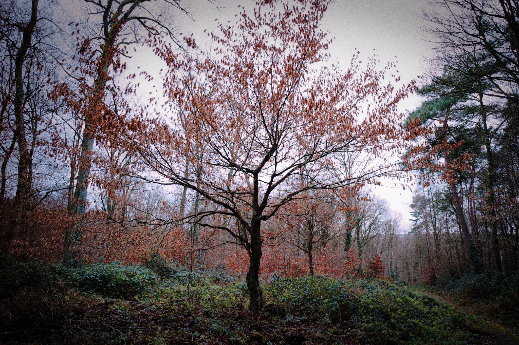 Lieblingsbaum 49334045678 o