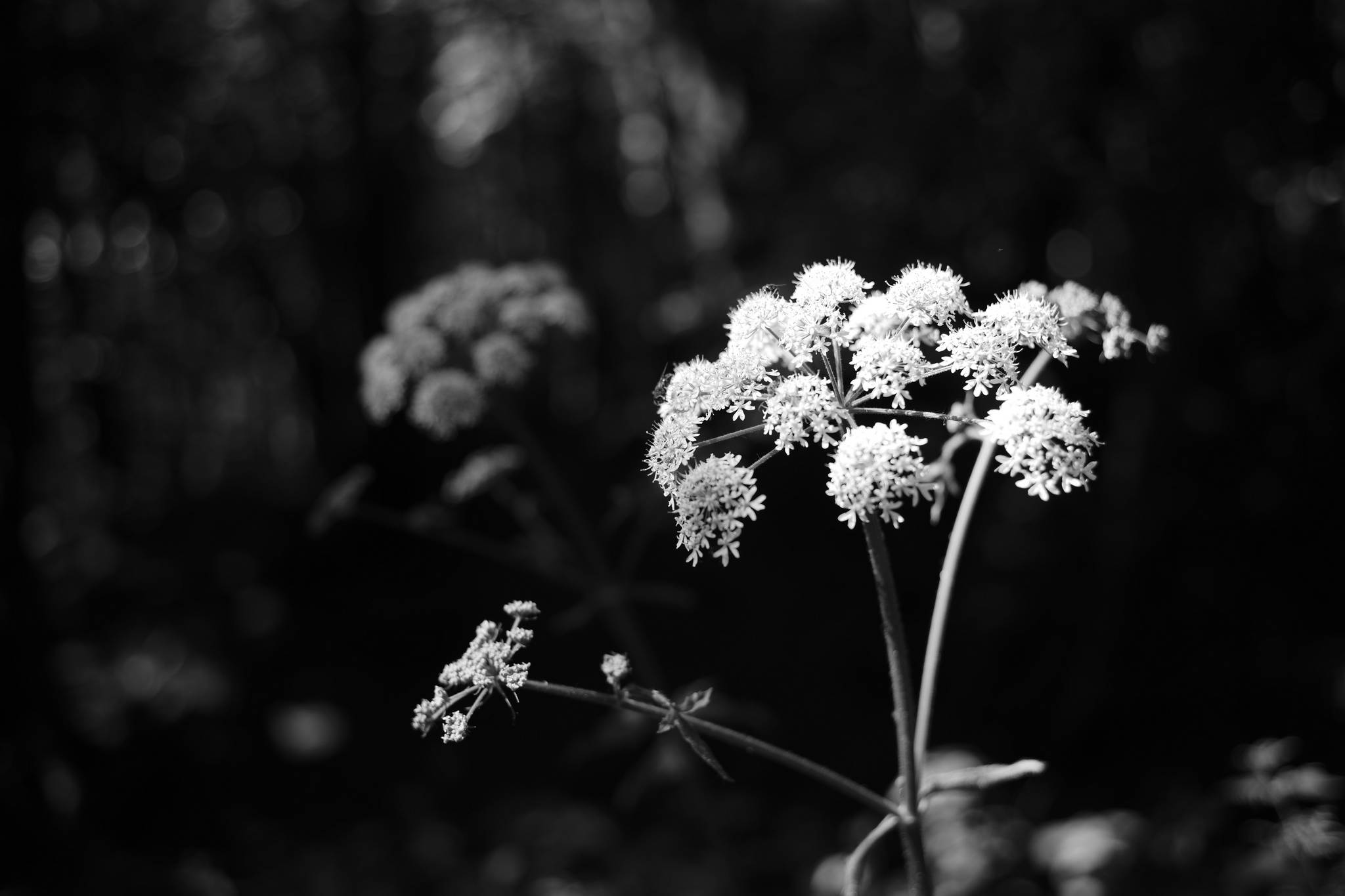 M10 1398 51251180135 o