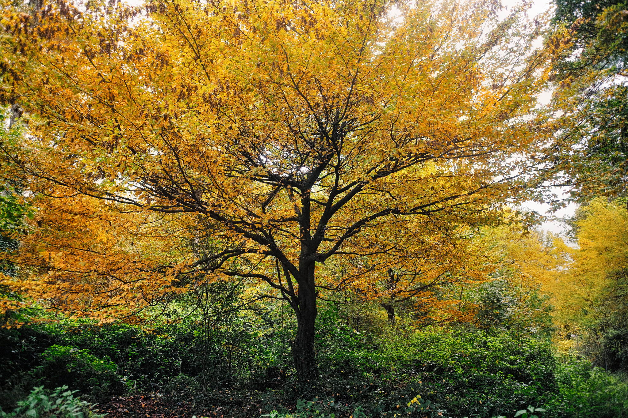 M2402461c 51682892874 o