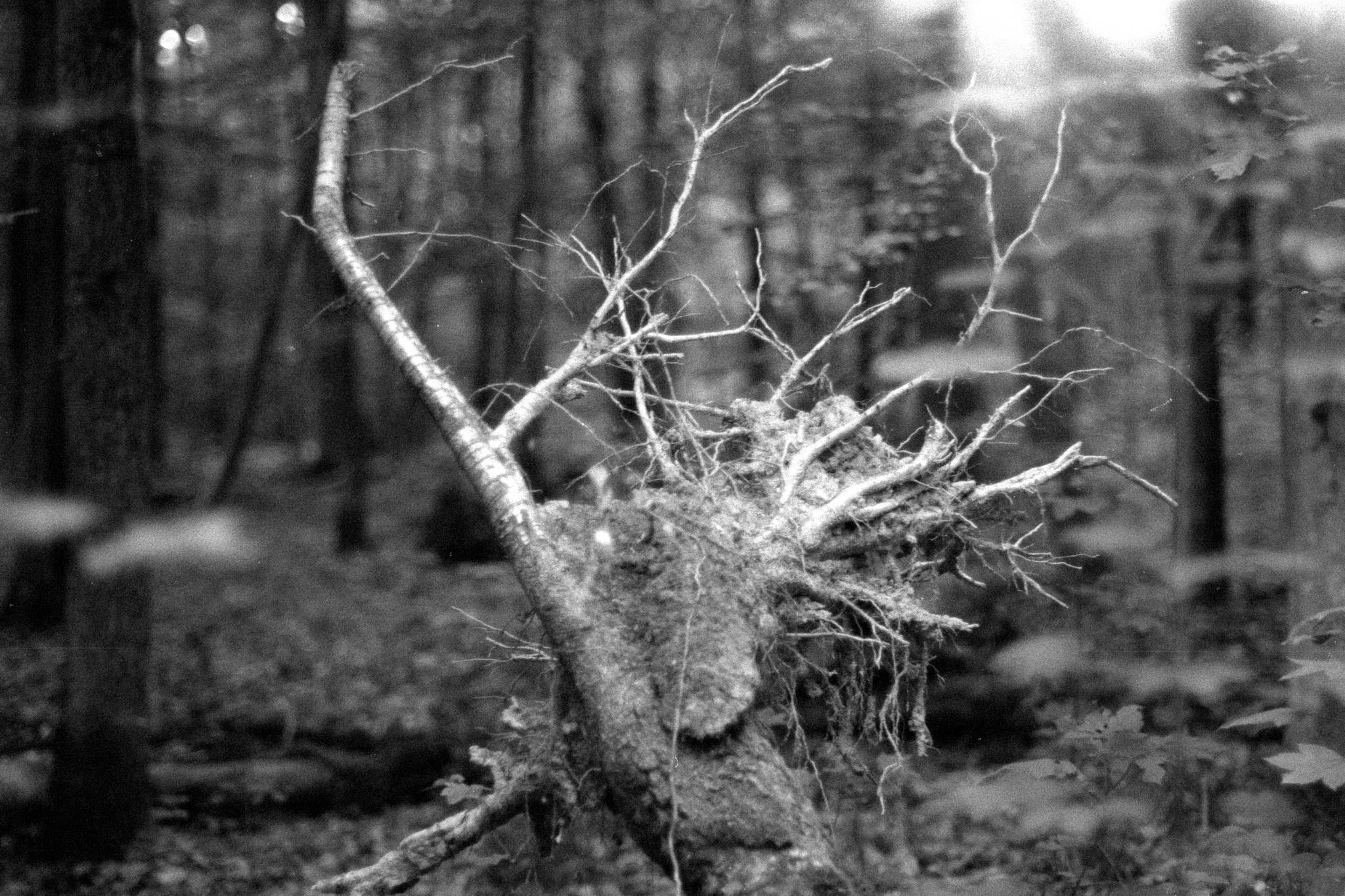 M6 jupiter9 foma400 01 47953517296 o