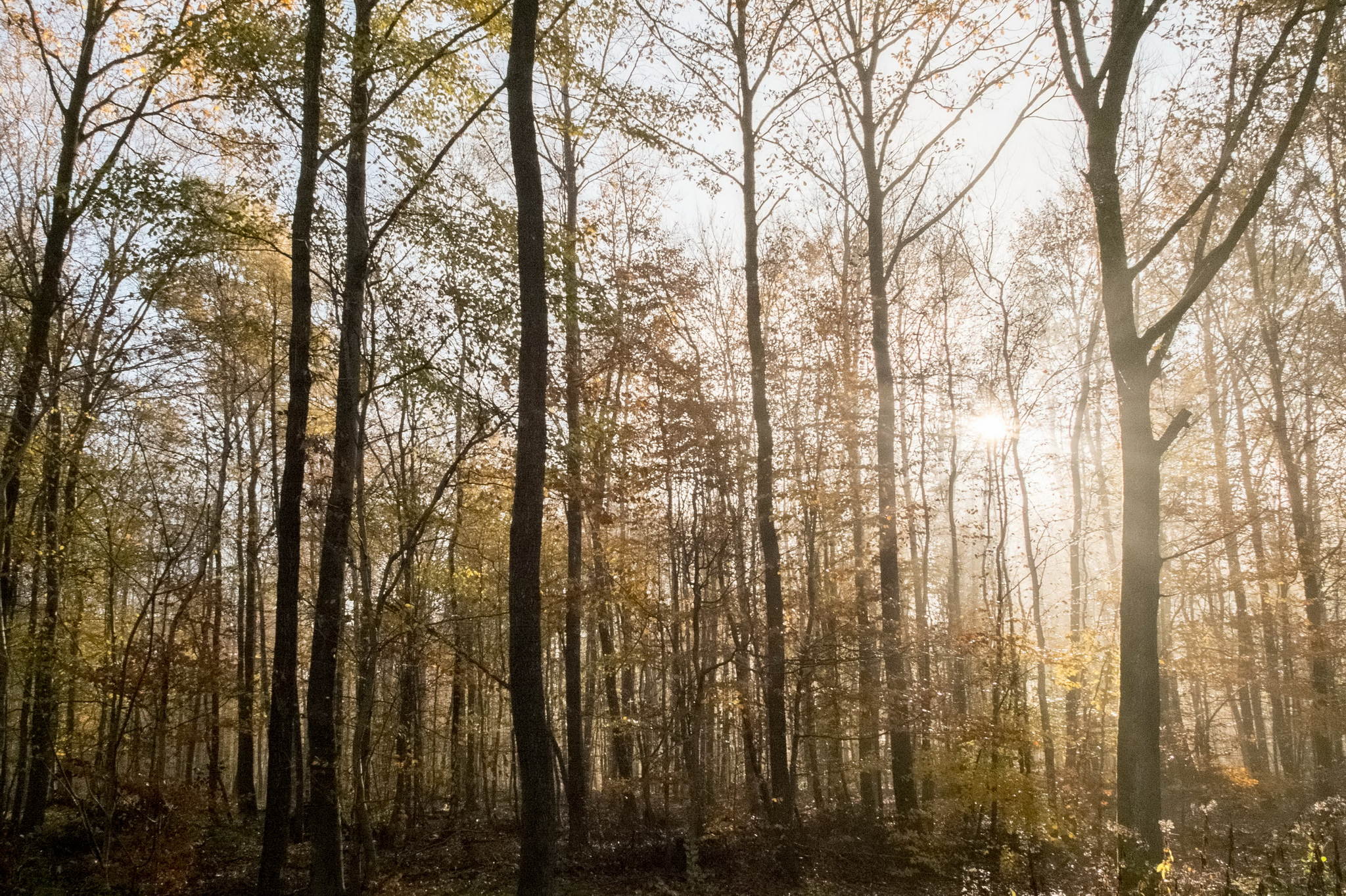 Morgenlicht 10822686424 o