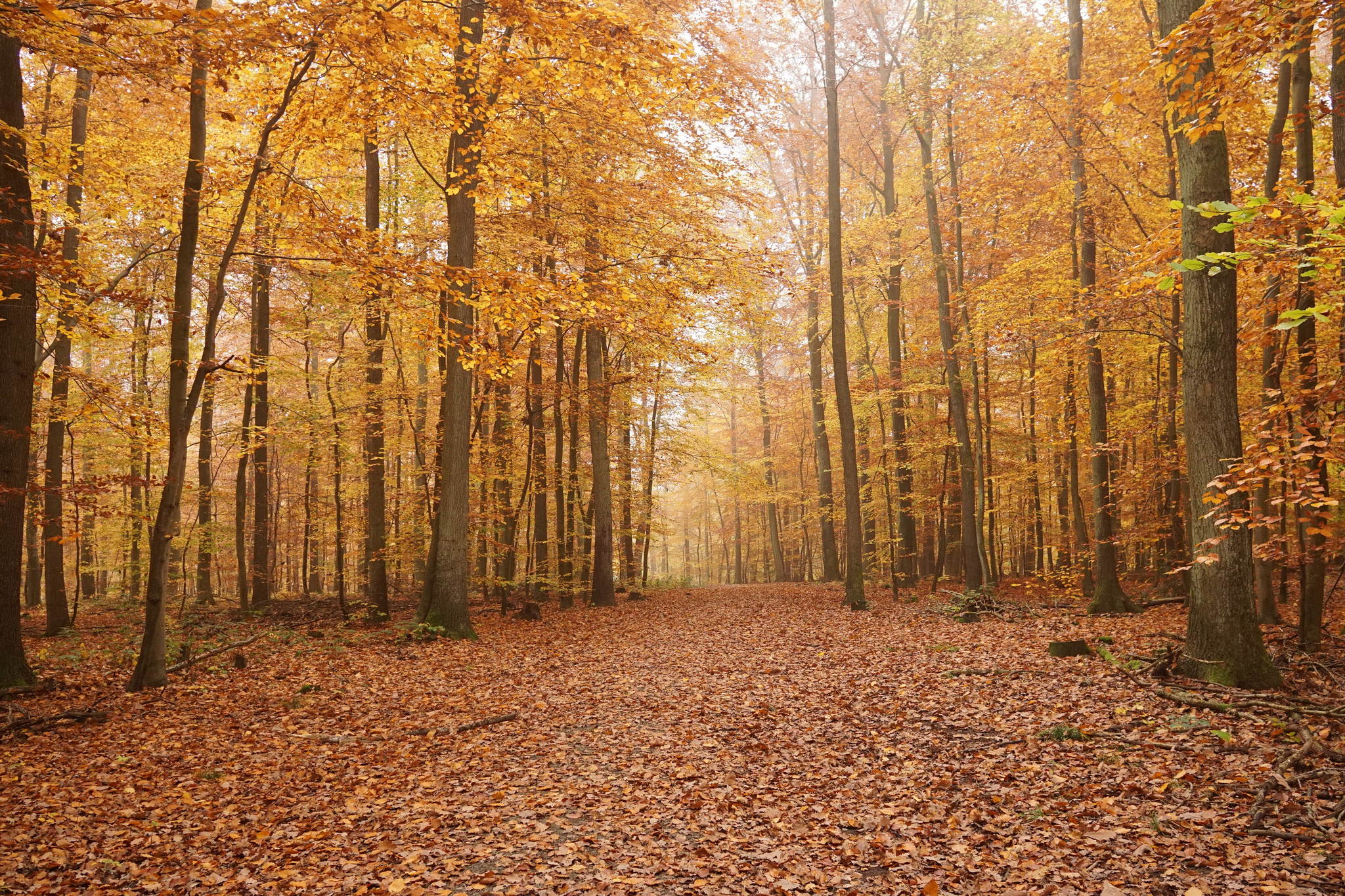 Morgenspaziergang 22661379186 o