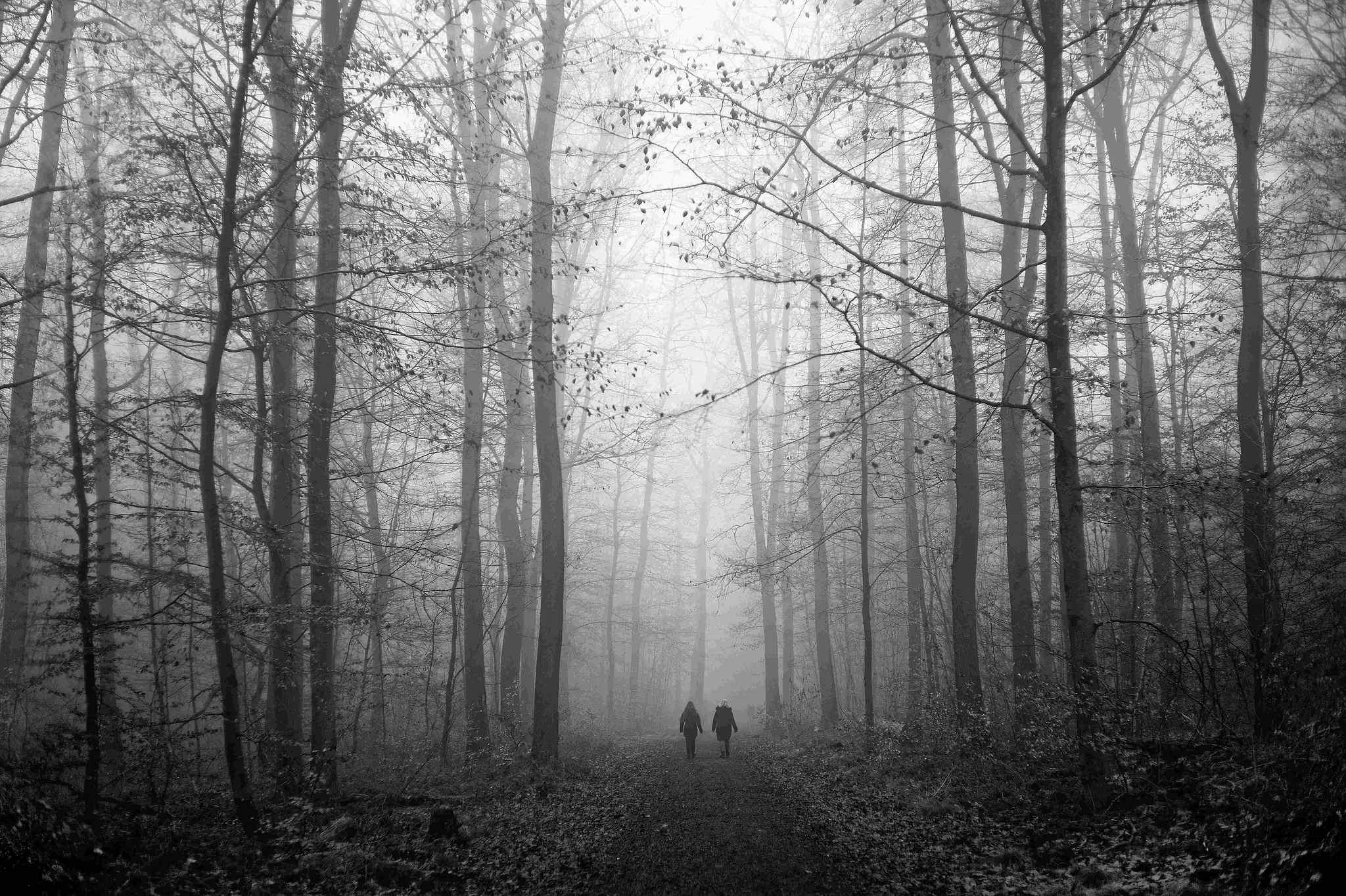 Nebel 01 51842869288 o