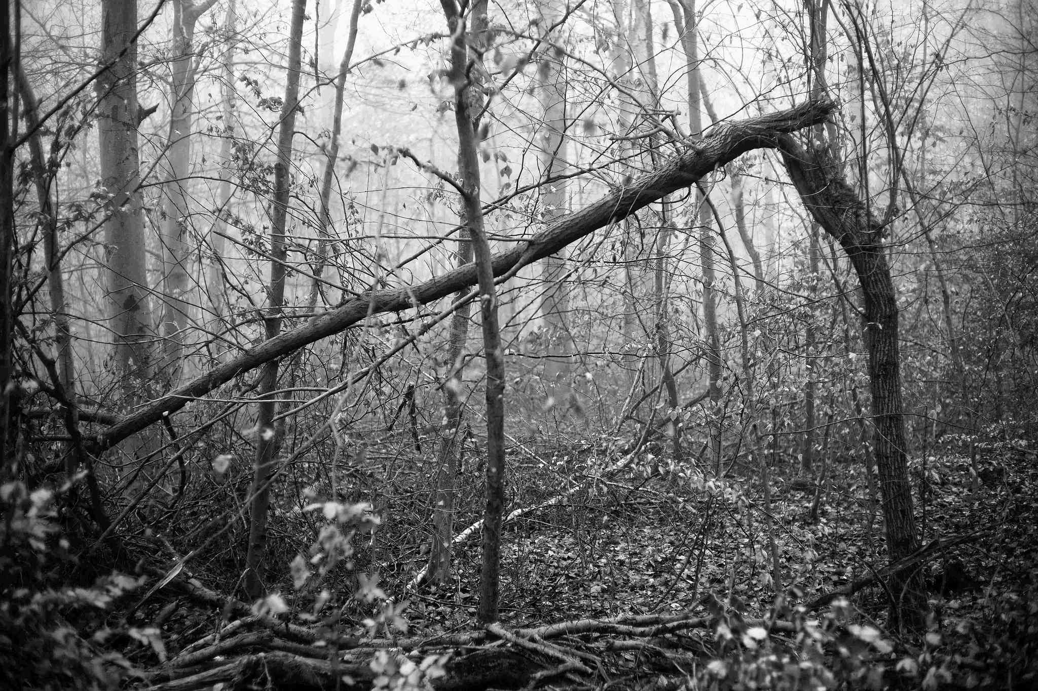 Nebel 02 51842869518 o