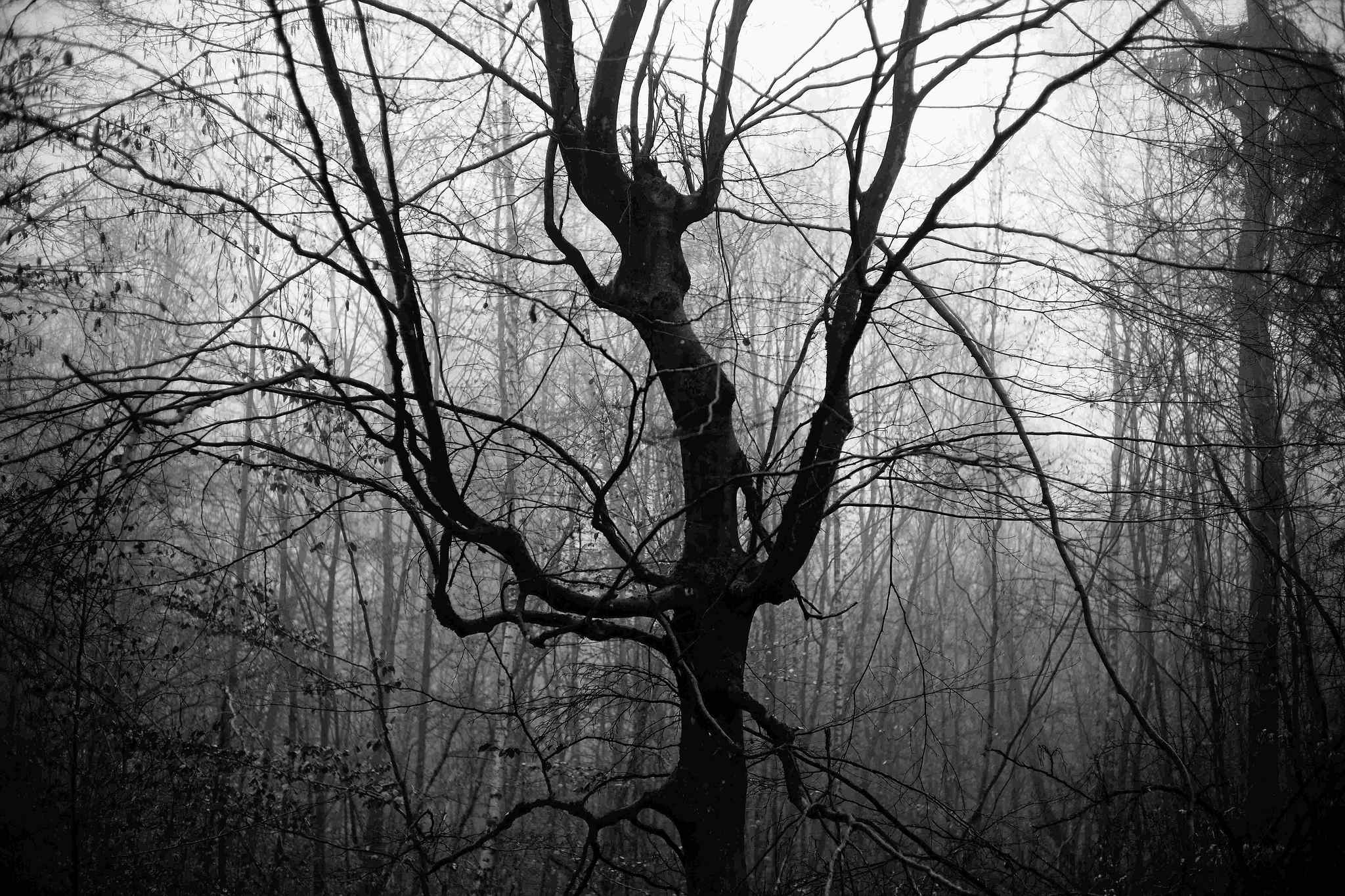 Nebel 03 51842869693 o