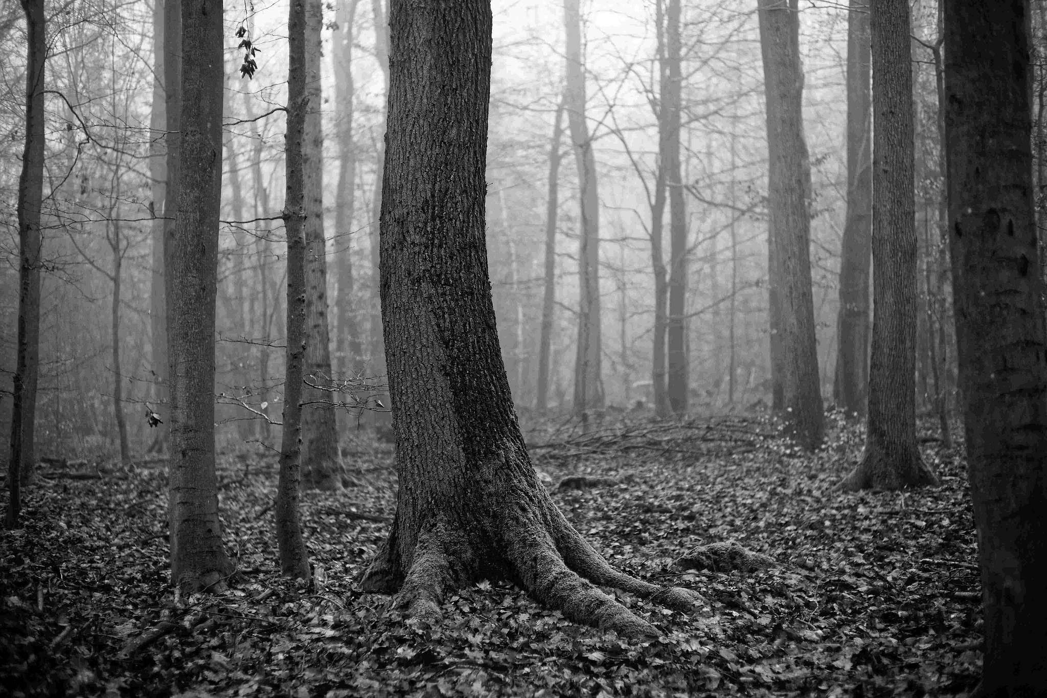 Nebel 05 51841819412 o